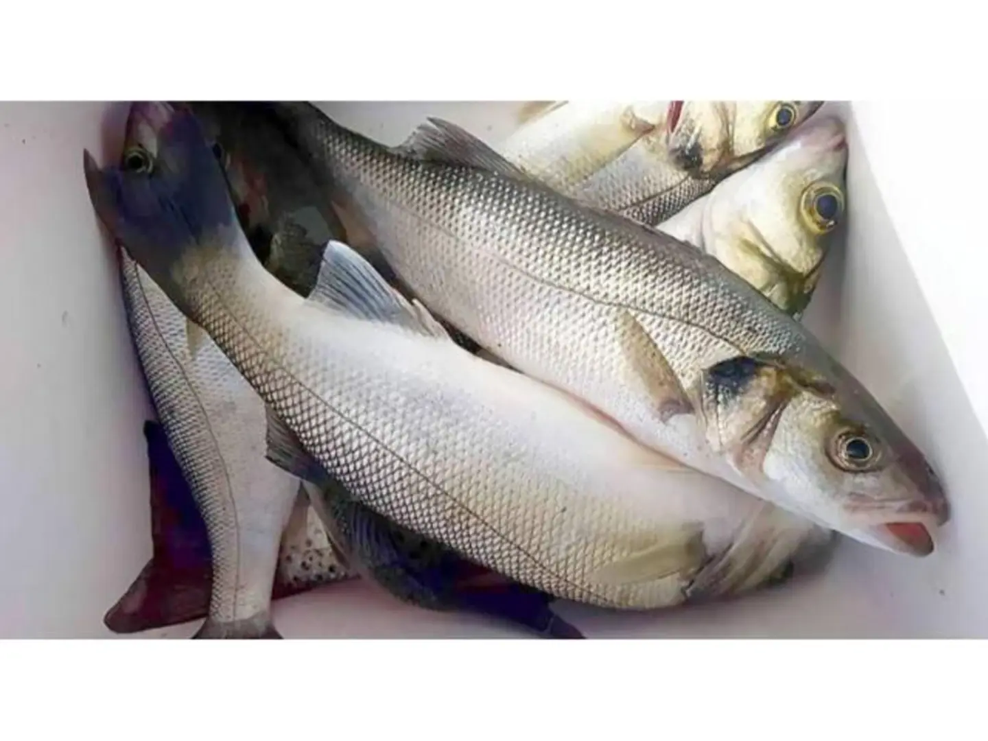 White Bass 1 Kg