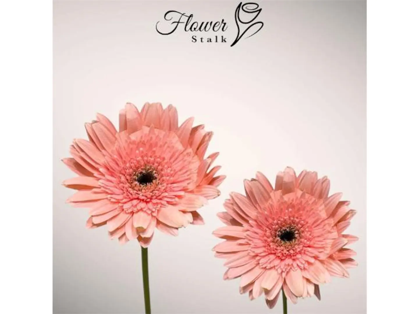 Gerbera