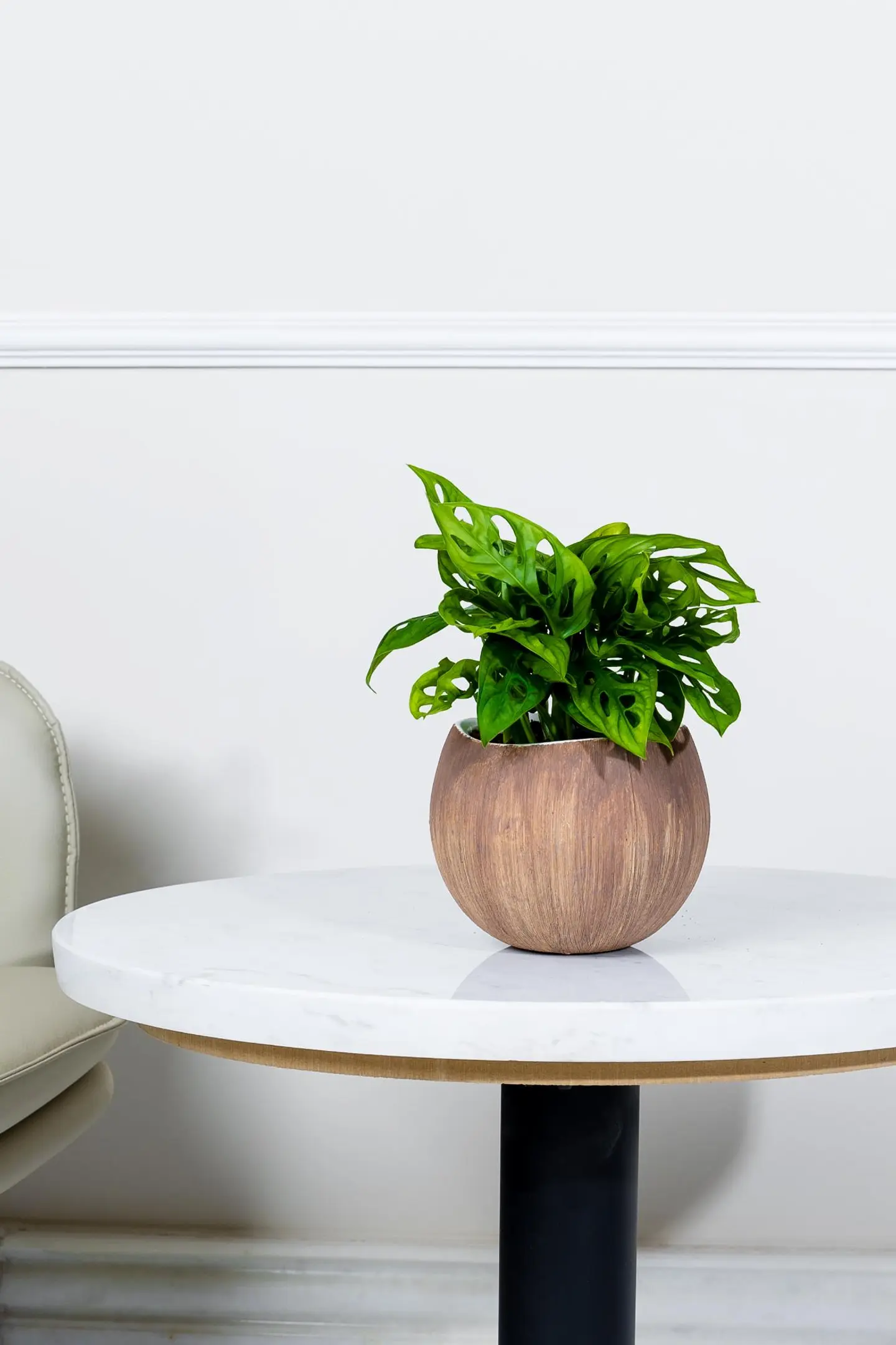 نبتة مونستيرا مونكي في أصيص سيراميك بتصميم جوز الهند