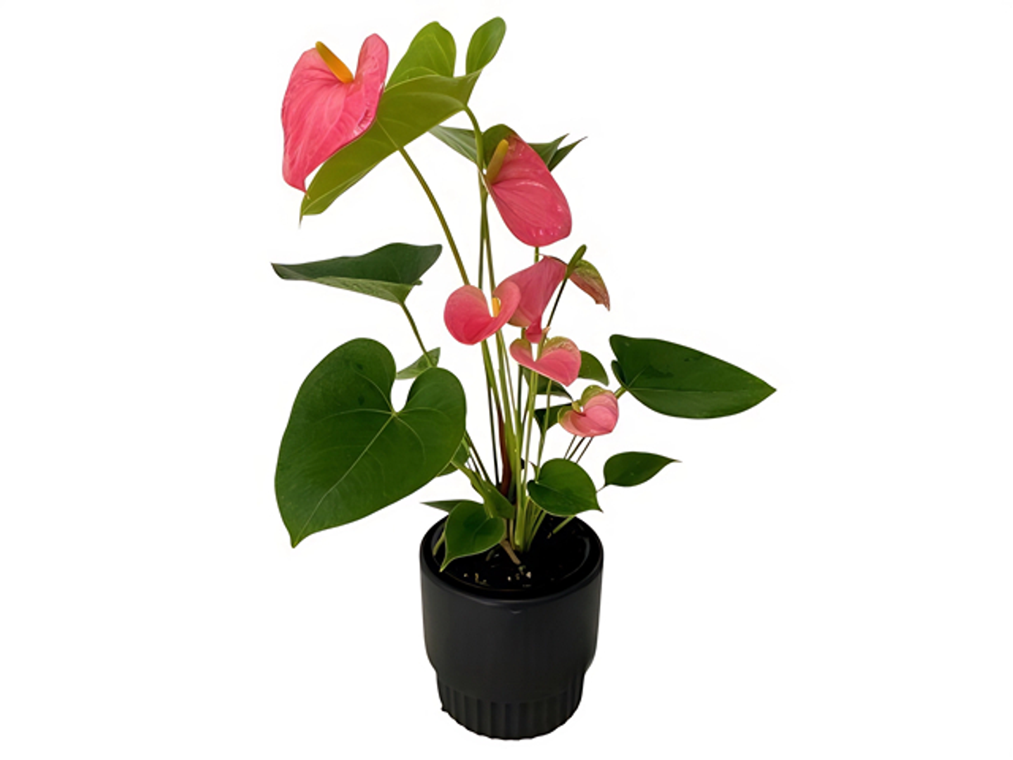 أنثوريوم ب17