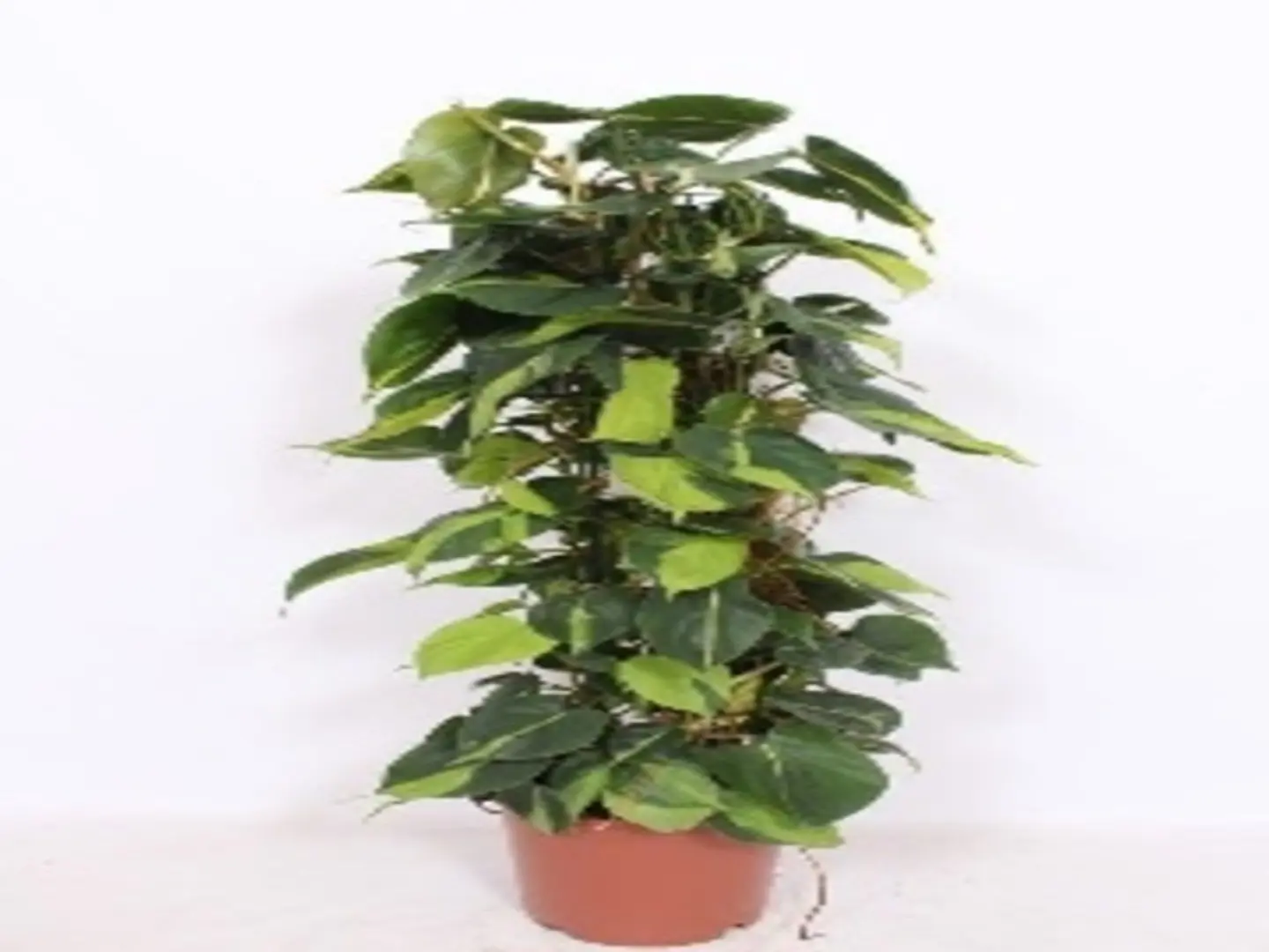 Scindapsus Brasil Stick 90 Cm