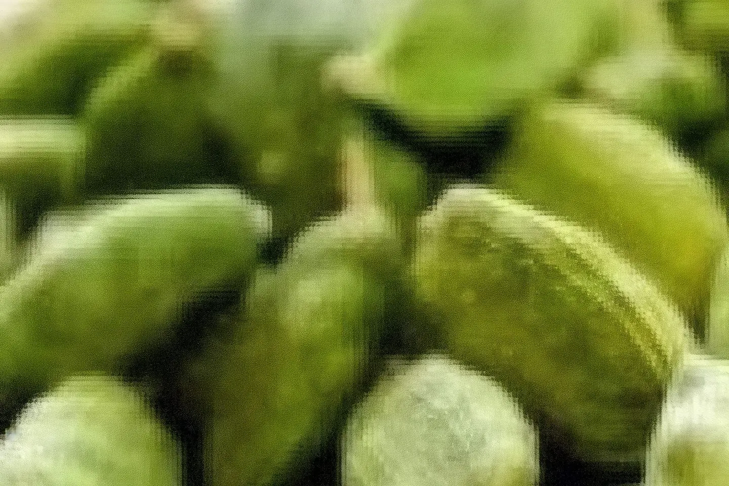 هيل امريكي