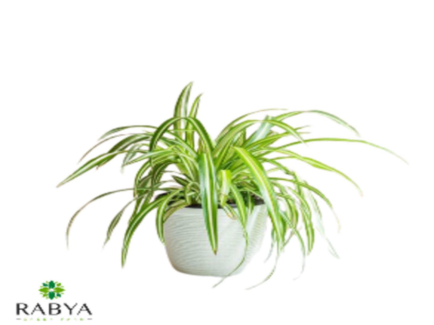 Chlorophytum P16