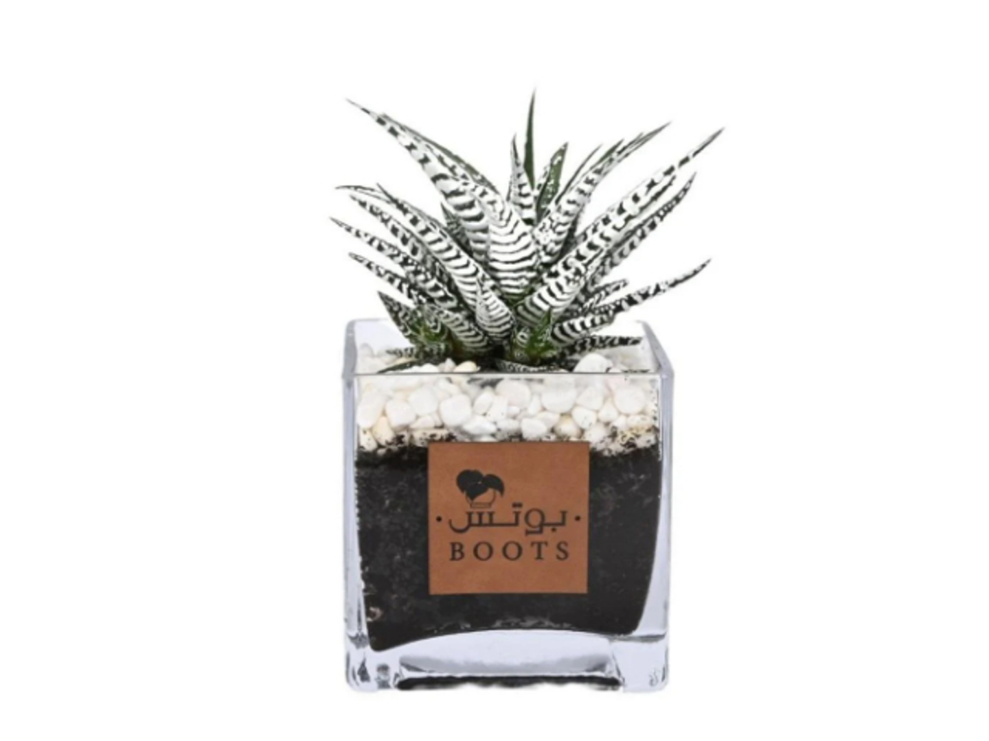 3 A Nymph Plant In A Glass Vase