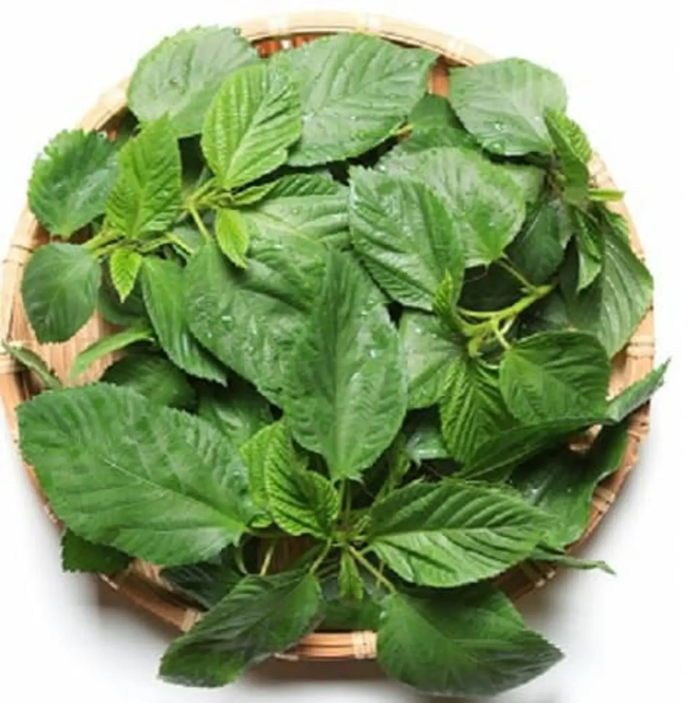 ربطة ملوخية