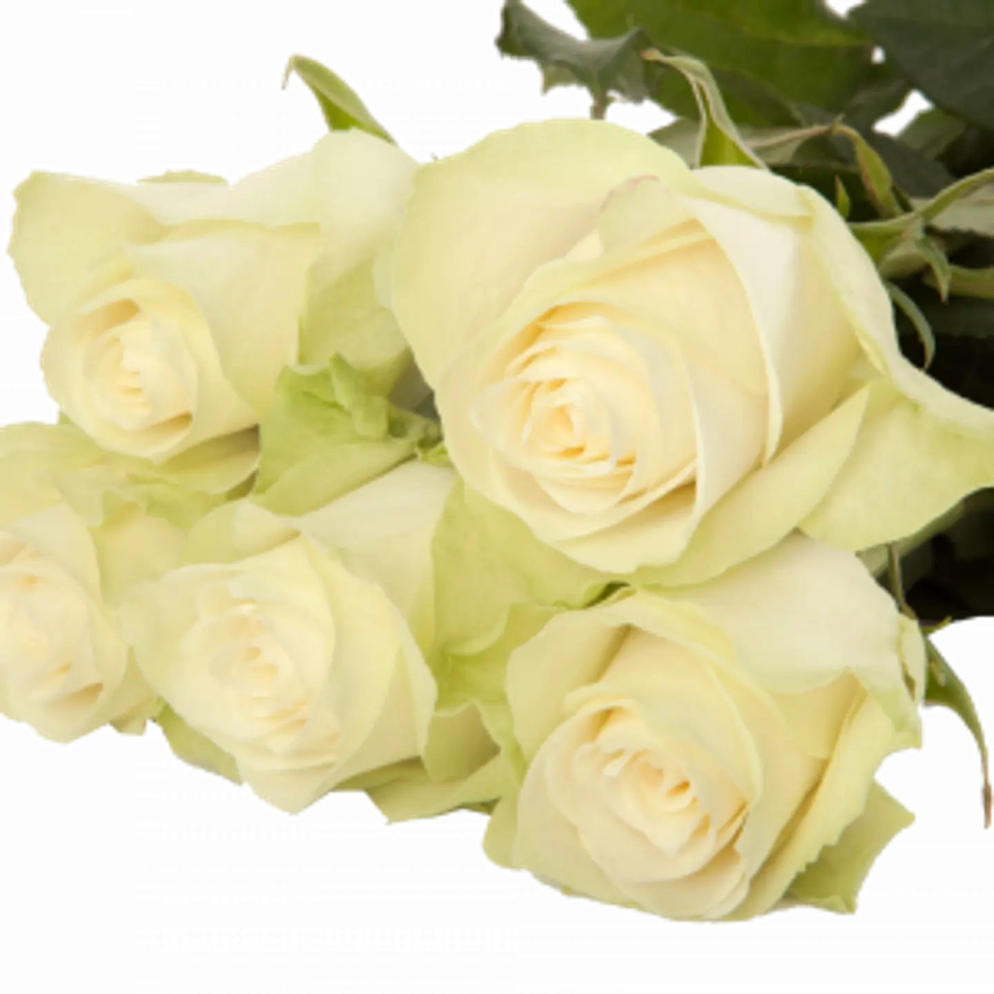 A40 White Rose 10stem