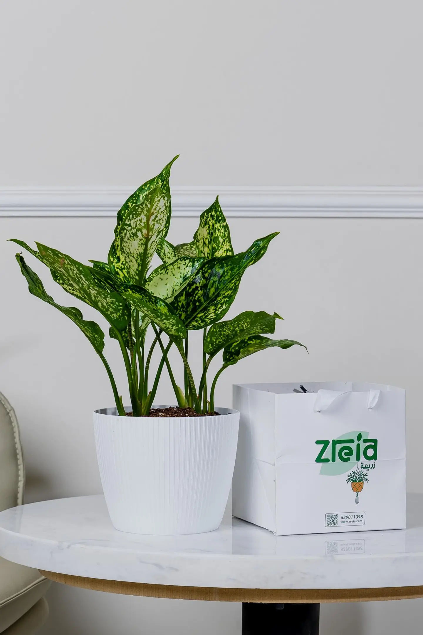 هدية نبتة اجلونيما أخشر مبرقشة