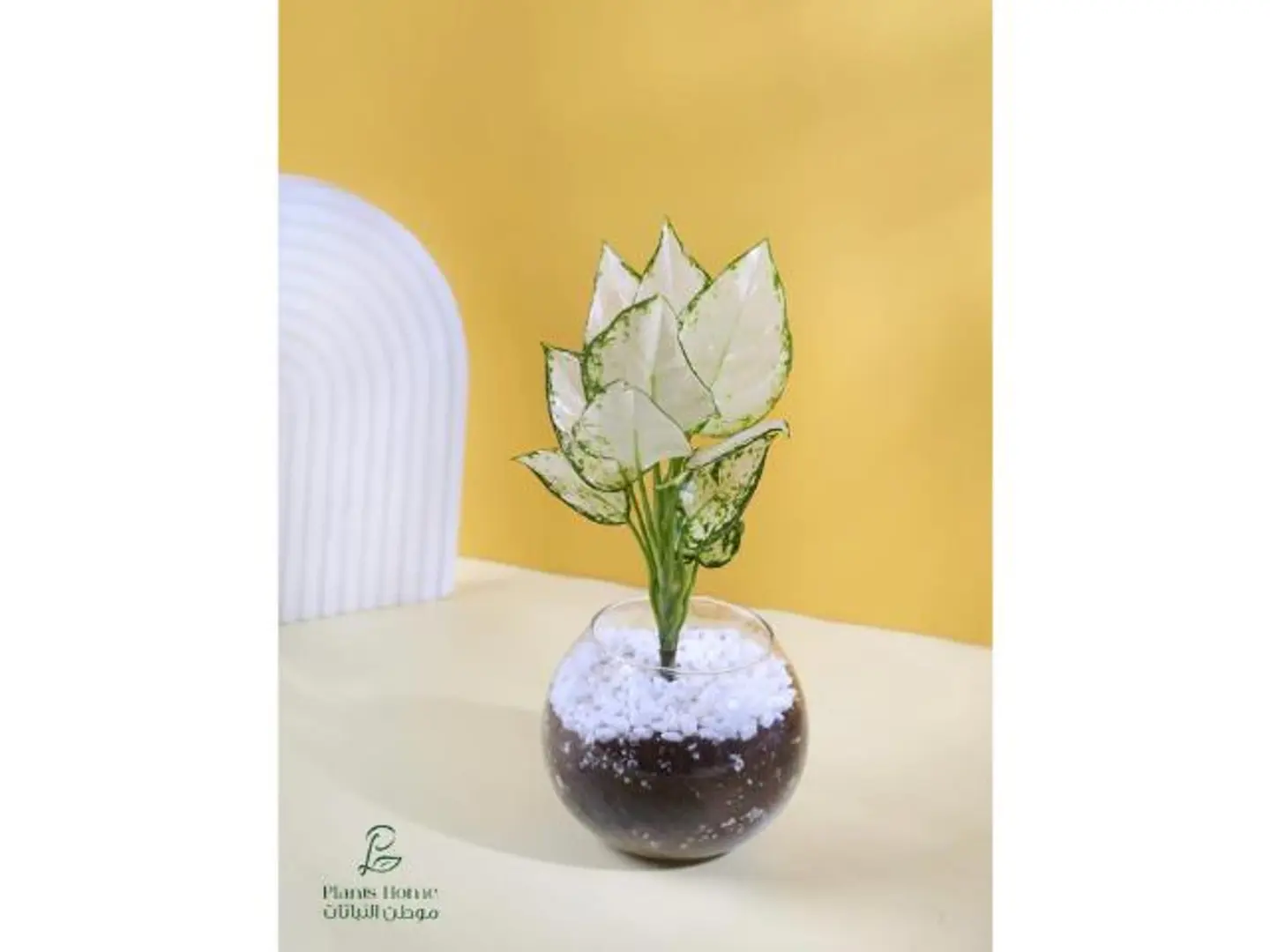 الأميرة البيضاء في مركن زجاجي