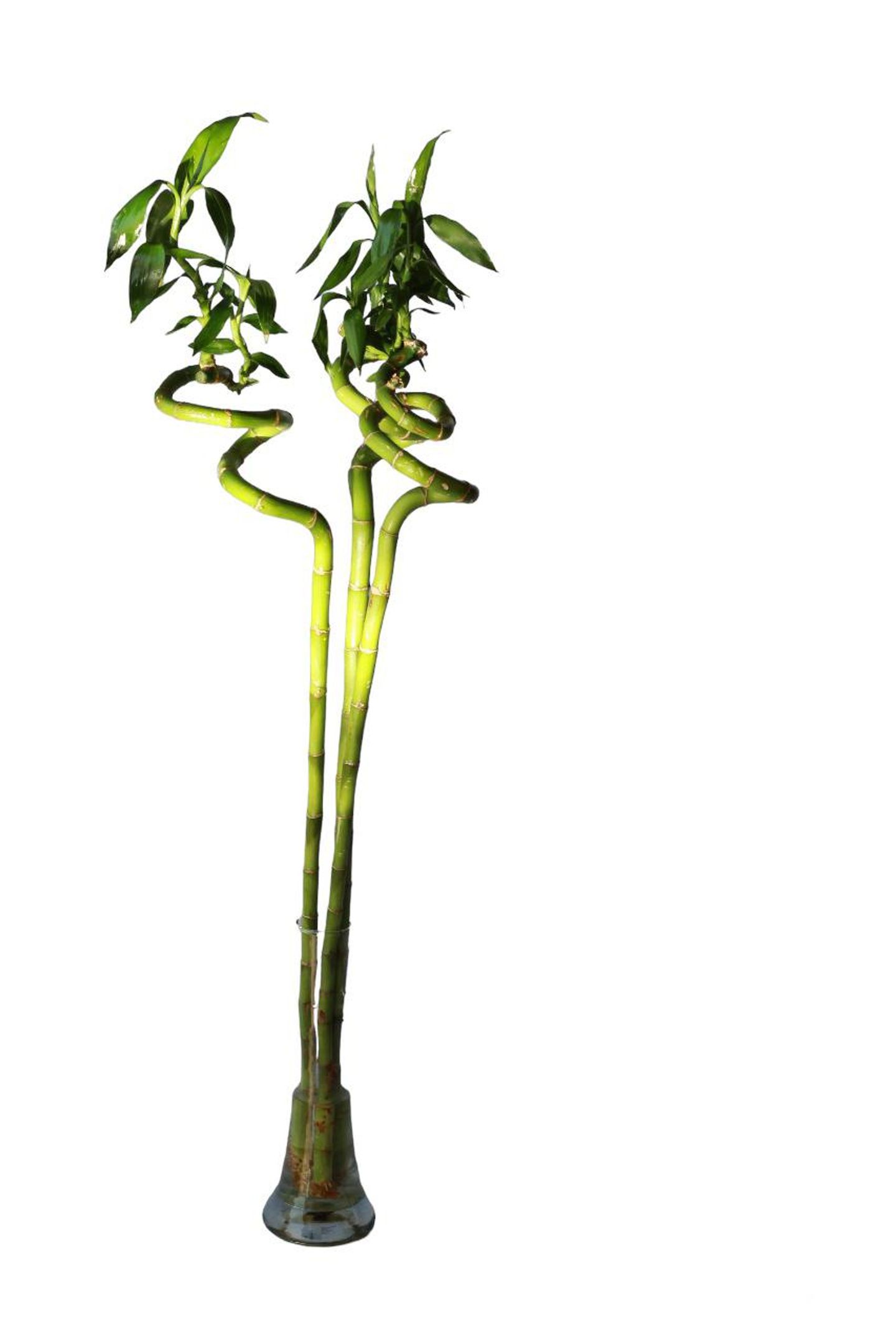 Bamboo Leg 80 Cm (60)