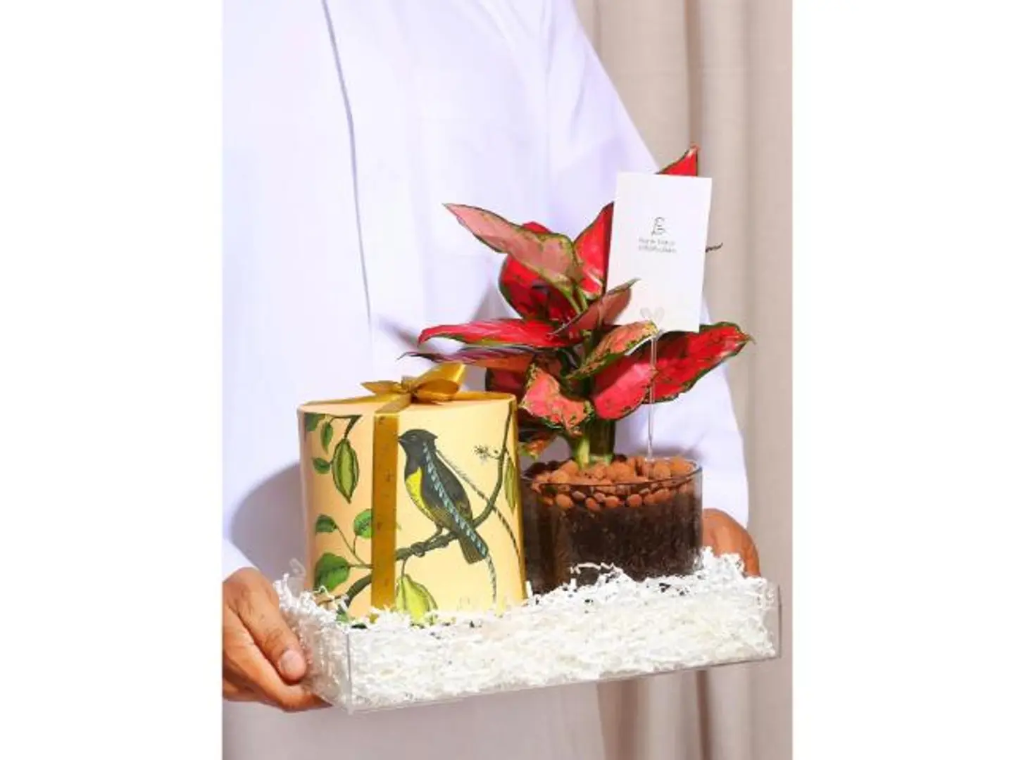 هدية الأجلونيما الحمراء ومعمول من آنوش