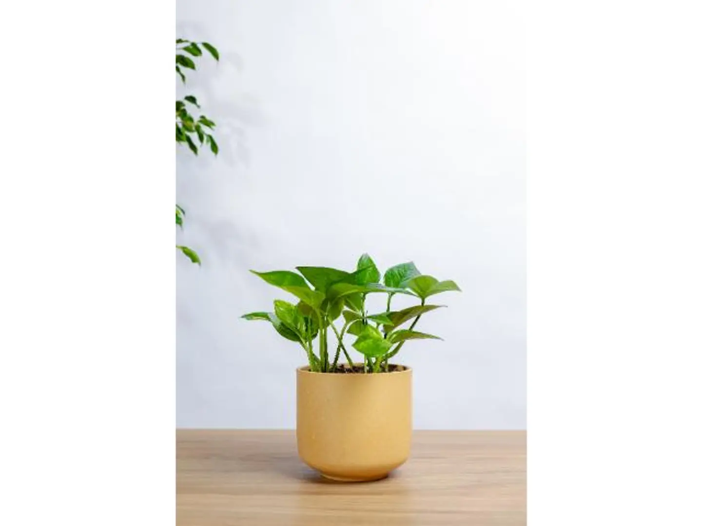 Yellow Calla Lily Plant In A Yellow Marble Basin