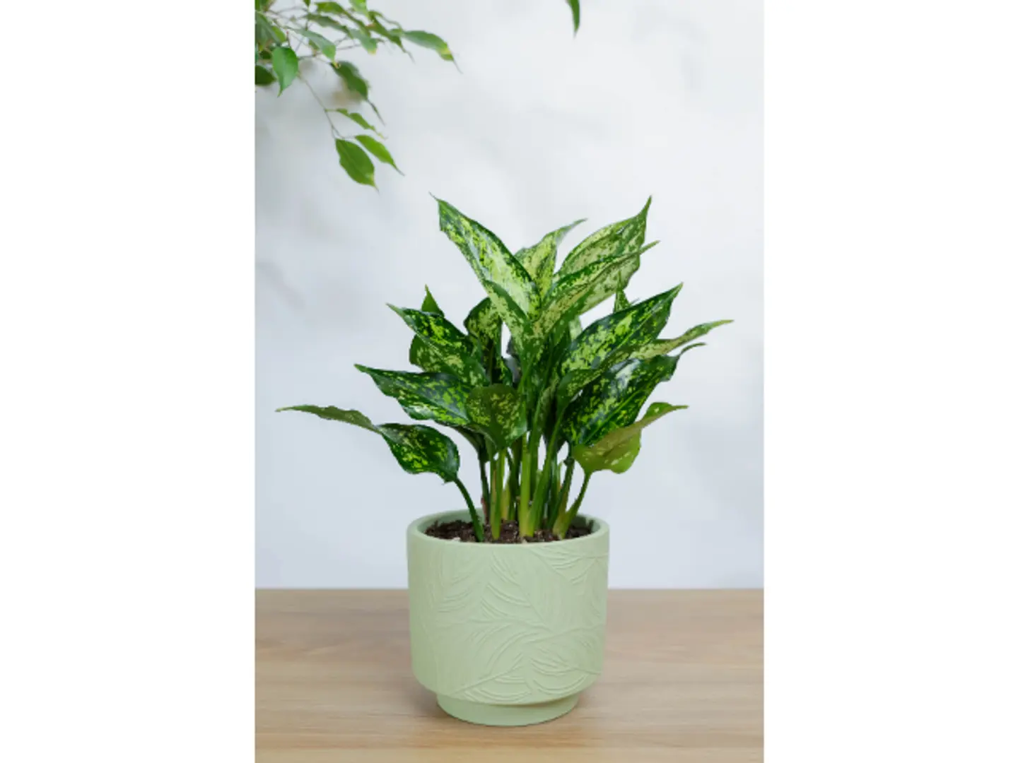 نبتة اجلونيما ابيض مبرقشه في اصيص سيراميك اخضر بتصميم ورق شجر بشكل مميز وجذاب