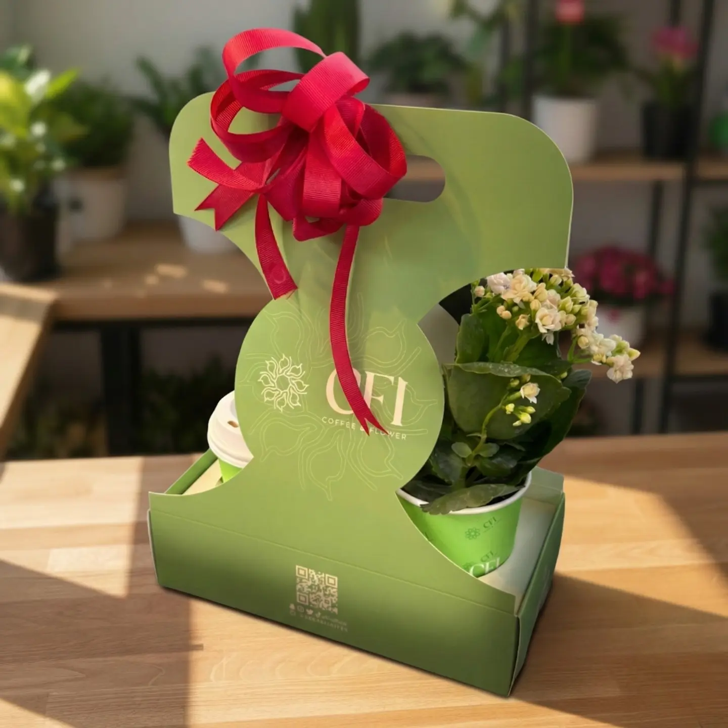 نبتة الكالانشو ابيض و قهوة