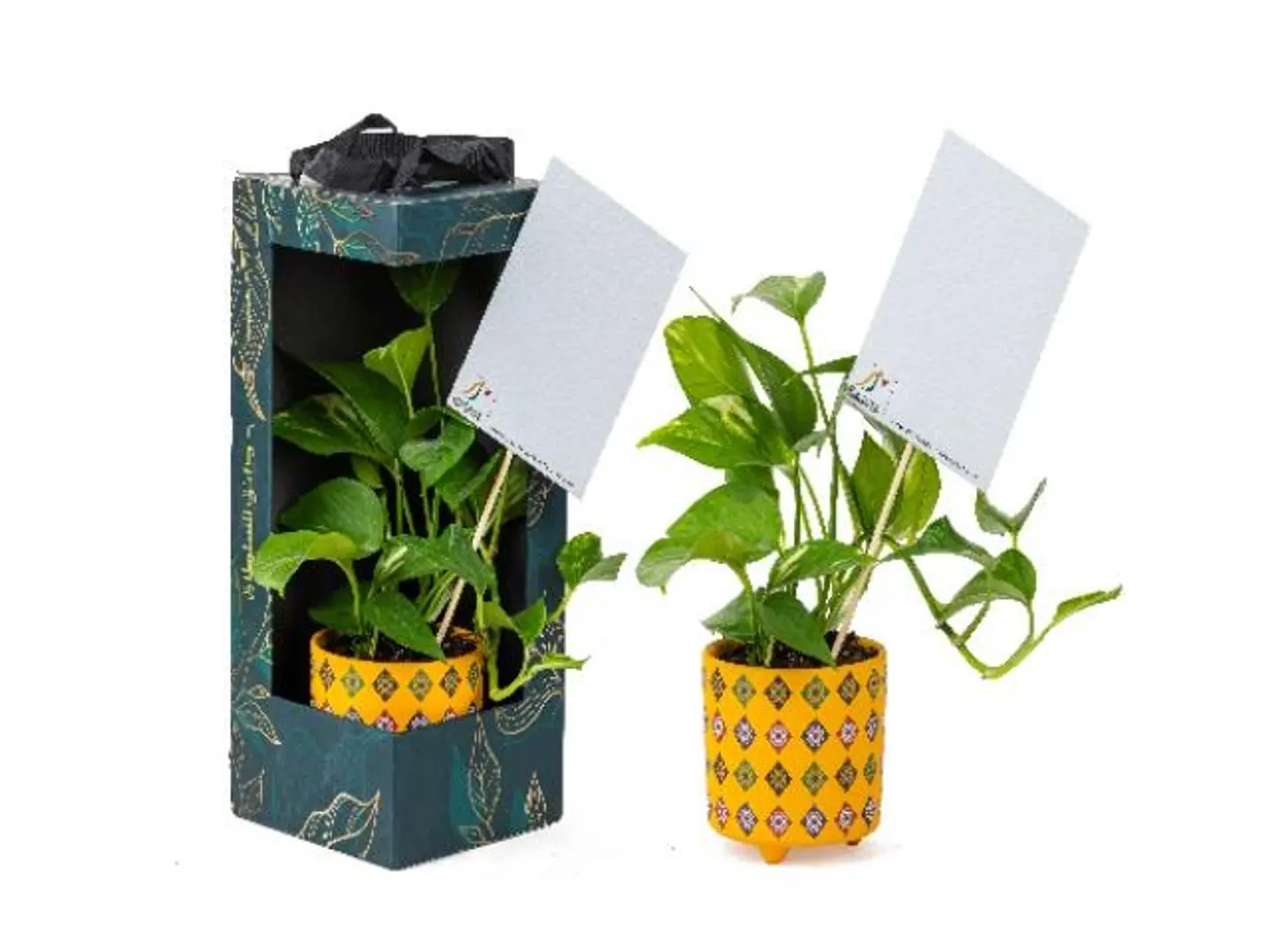 Small Yellow Potted Plant Gift