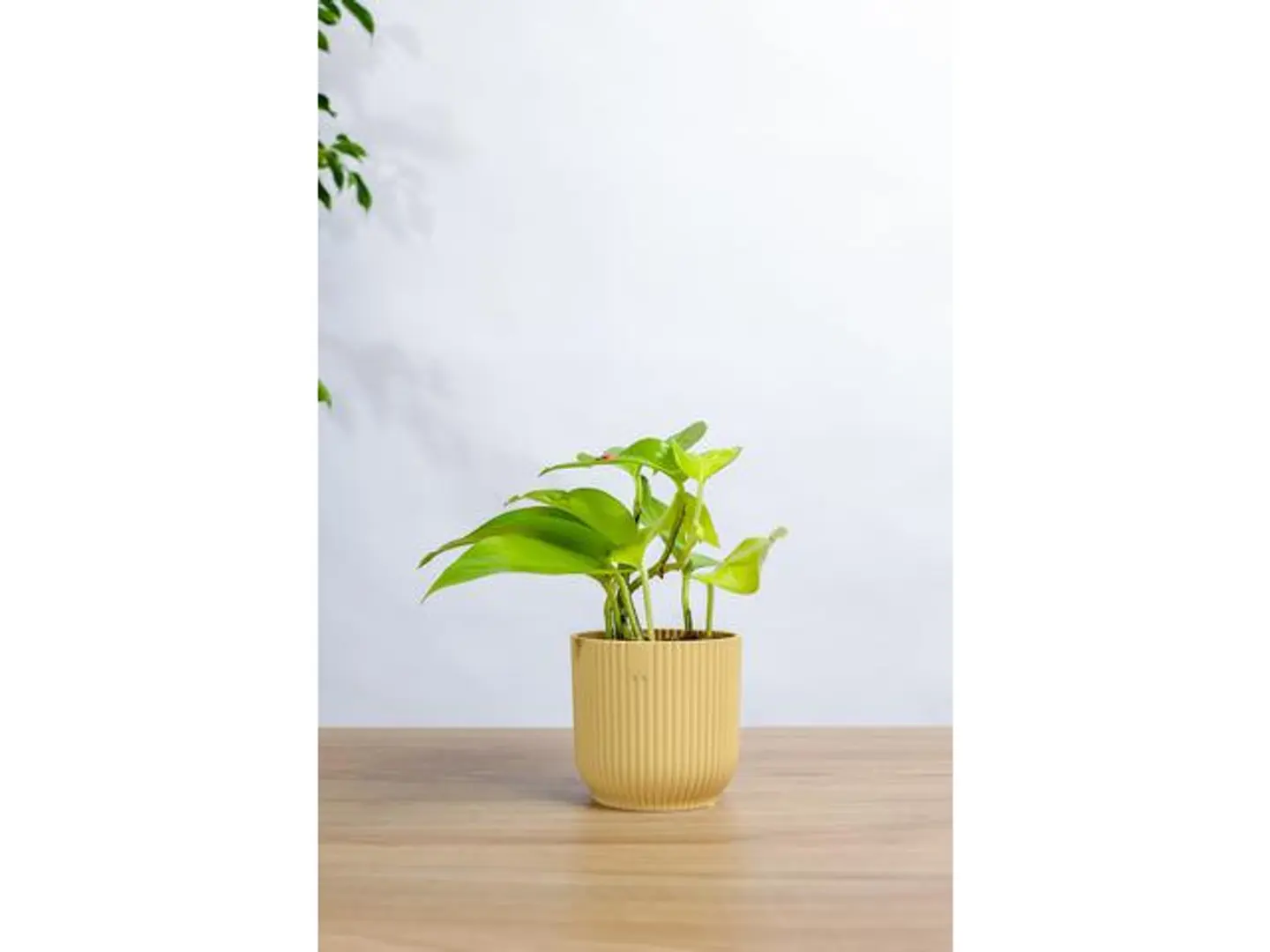 Neon Potted Potted Plant In A Yellow Plastic Pot