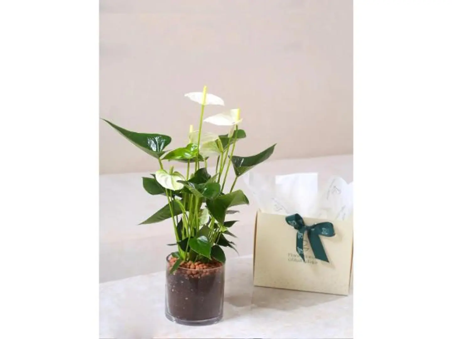 انتوريوم أبيض في حوض زجاجي