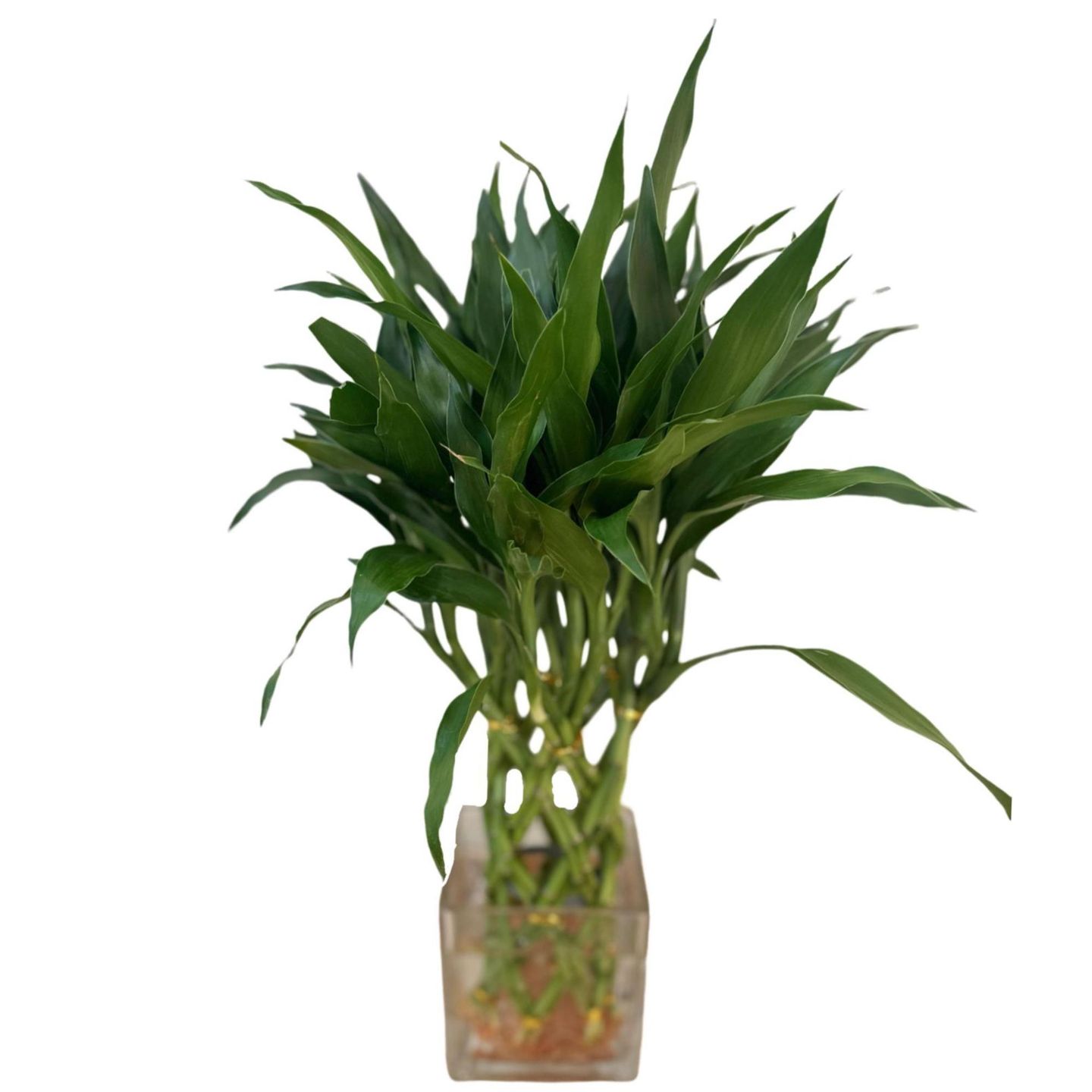 فاز بامبو صغير 50 سم
