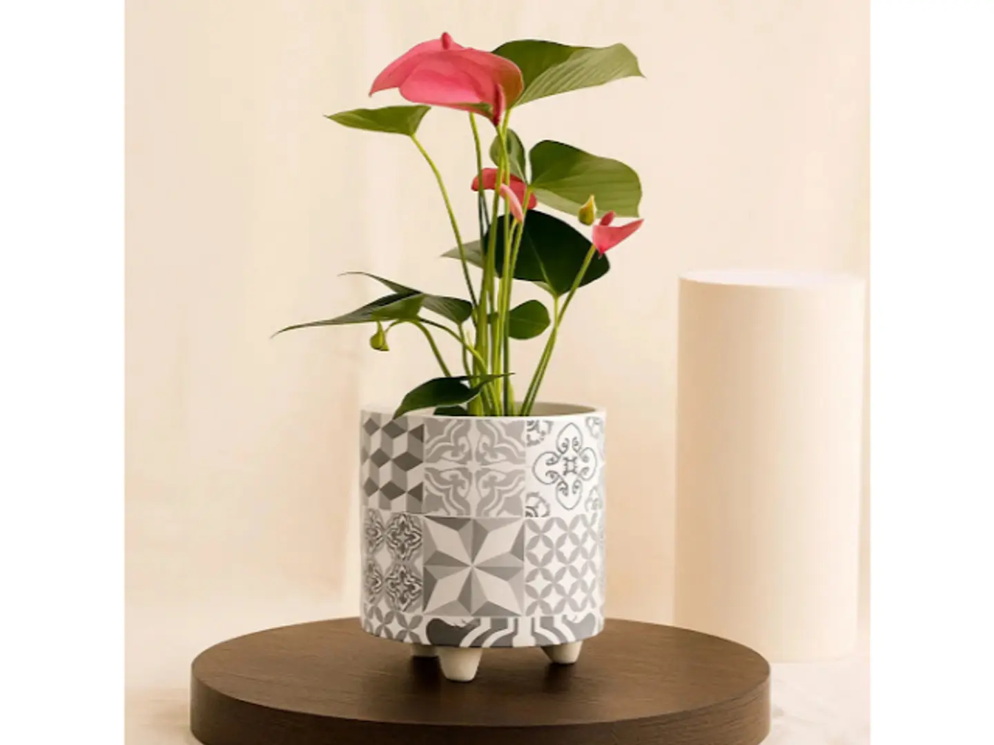 وعاء سيراميكي من نبات الأنثويروم الوردي