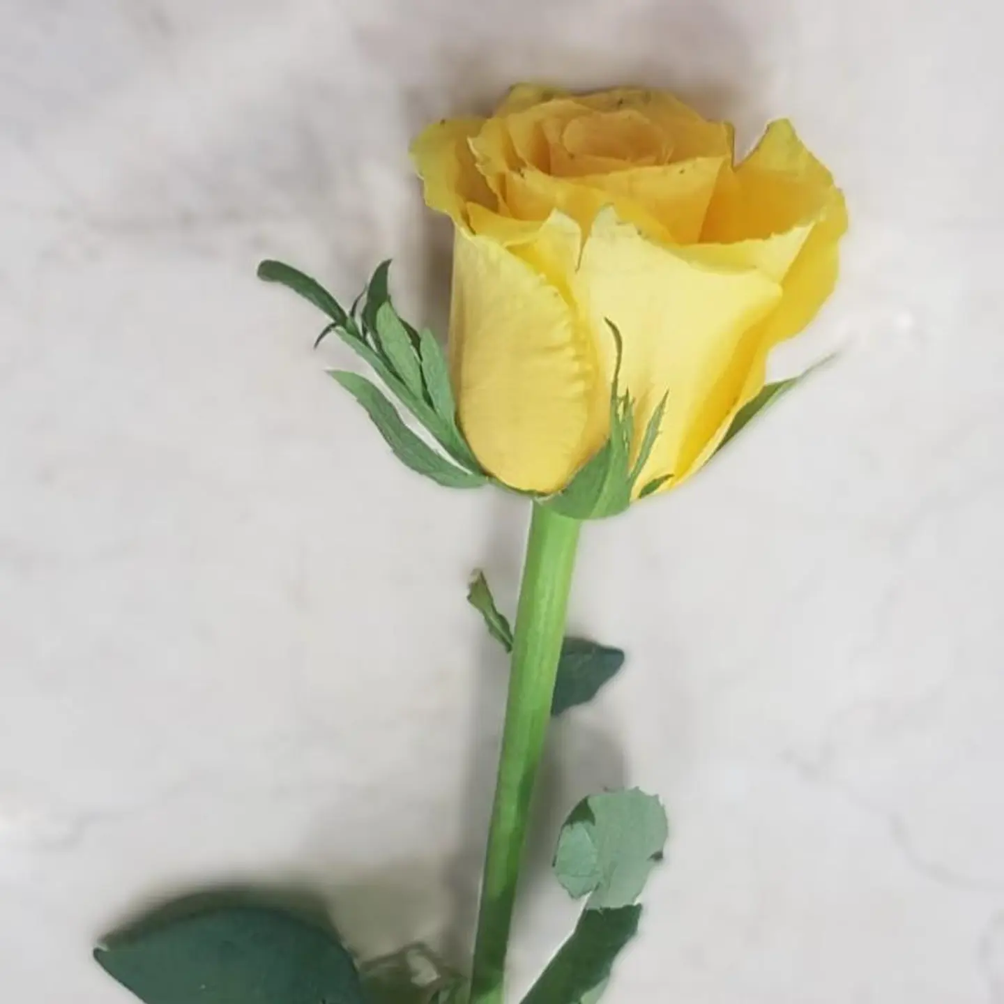 Yellow Rose