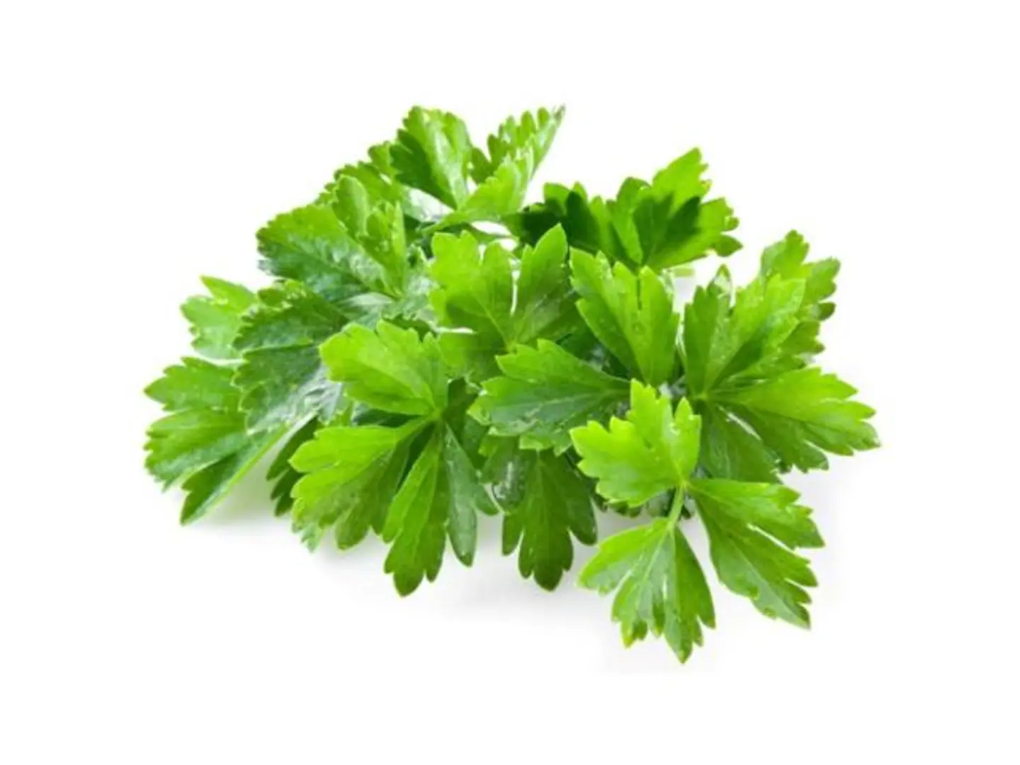 Coriander