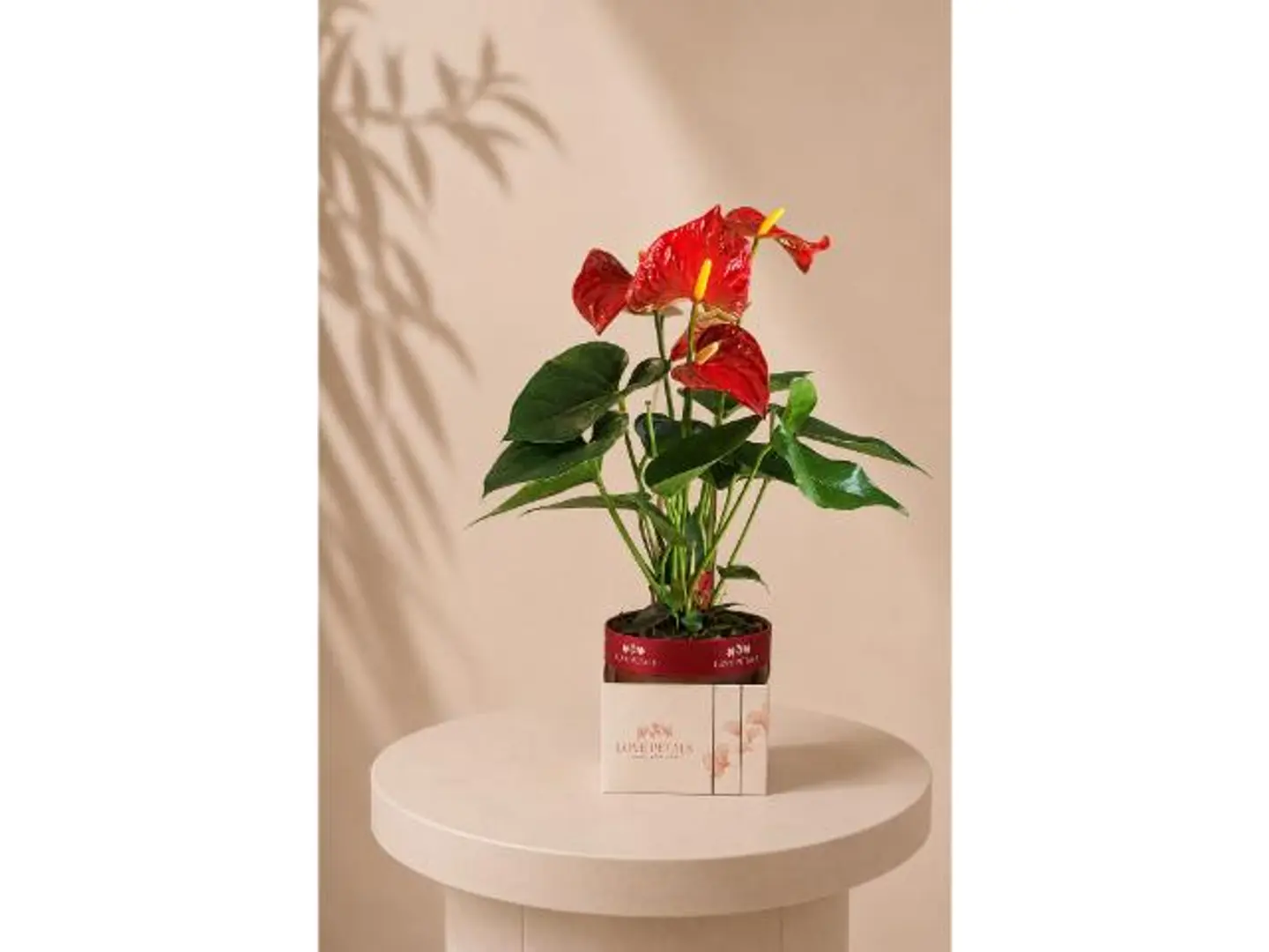 (53)Red Elegance Anthurium