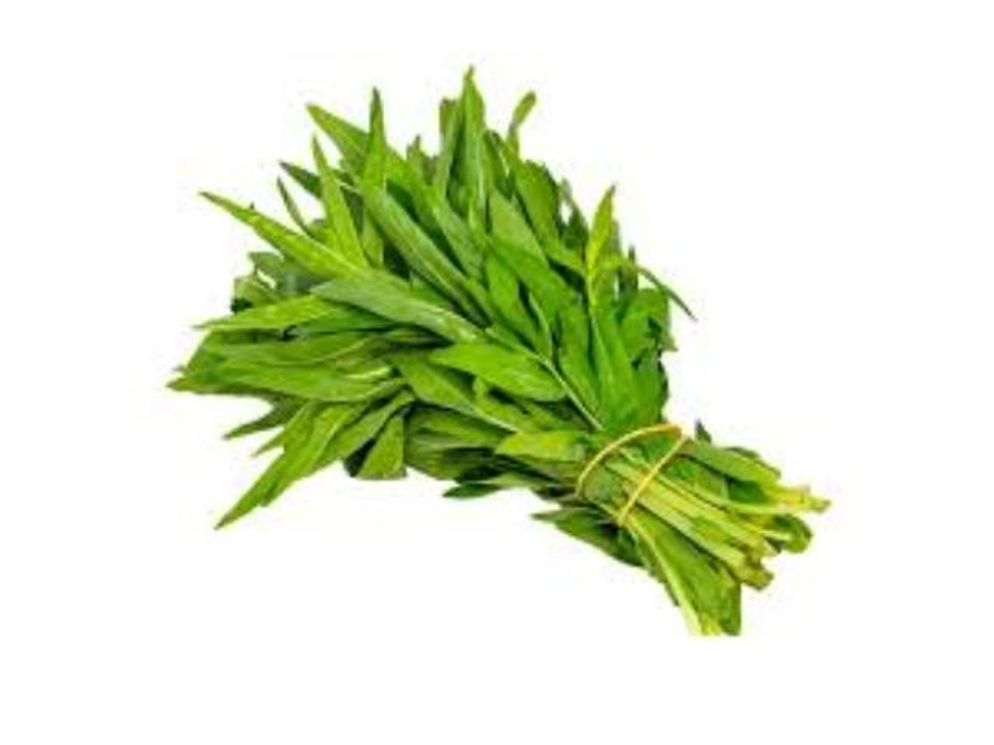 حبق