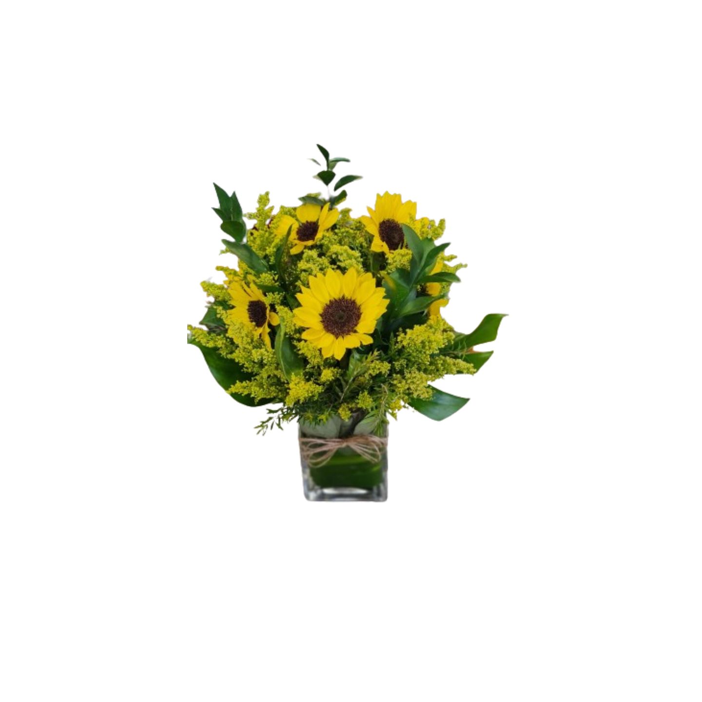 فازة عباد الشمس