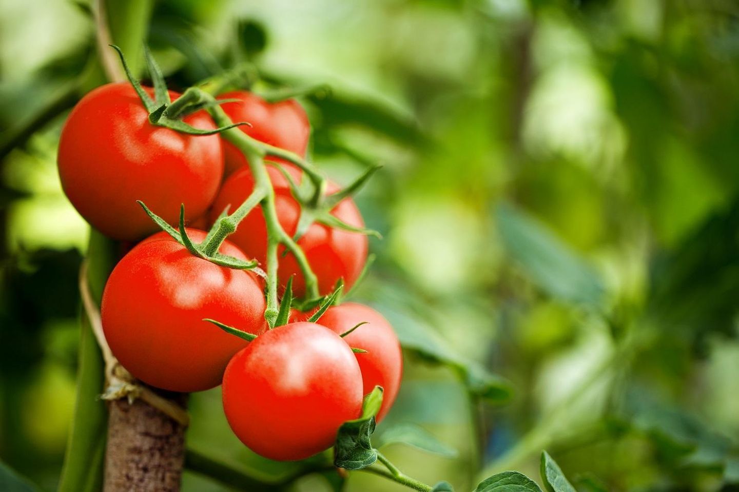 Jordanian Tomatoes