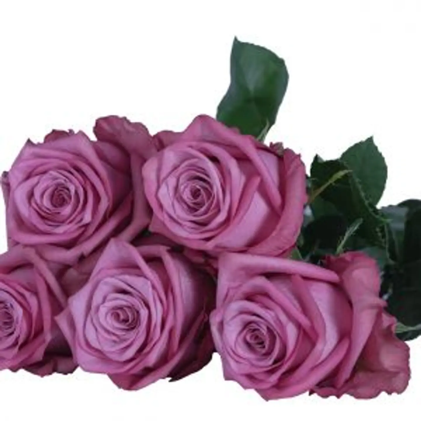 A27 Lilac Rose 10 Stem