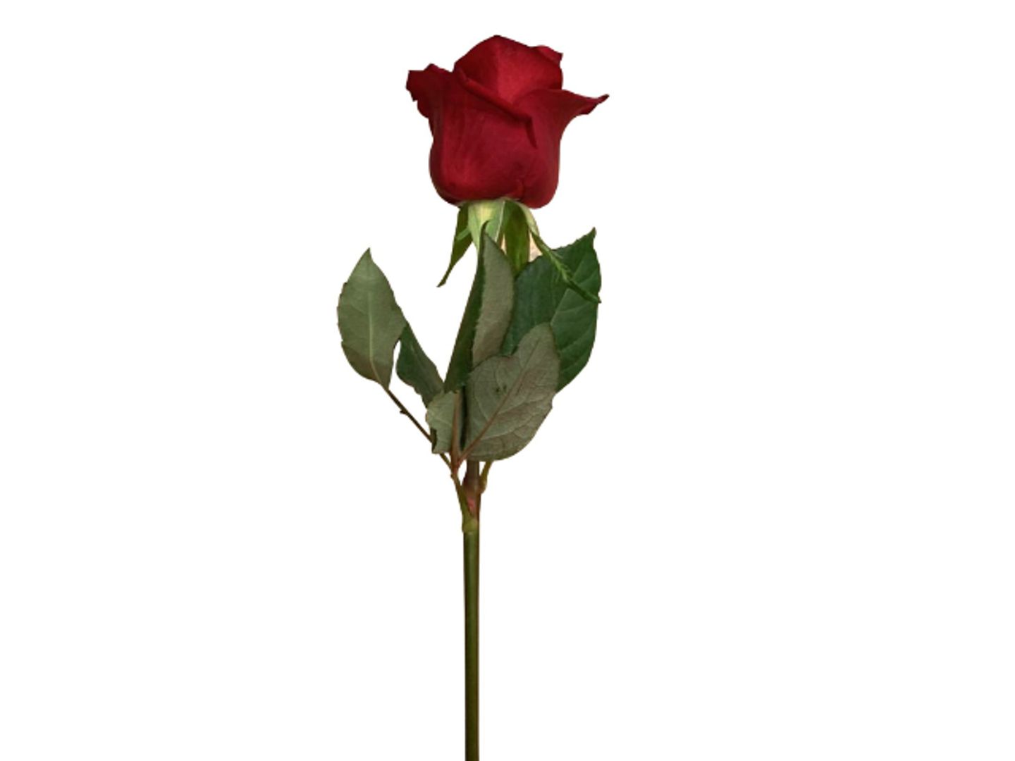 ورده حمراء