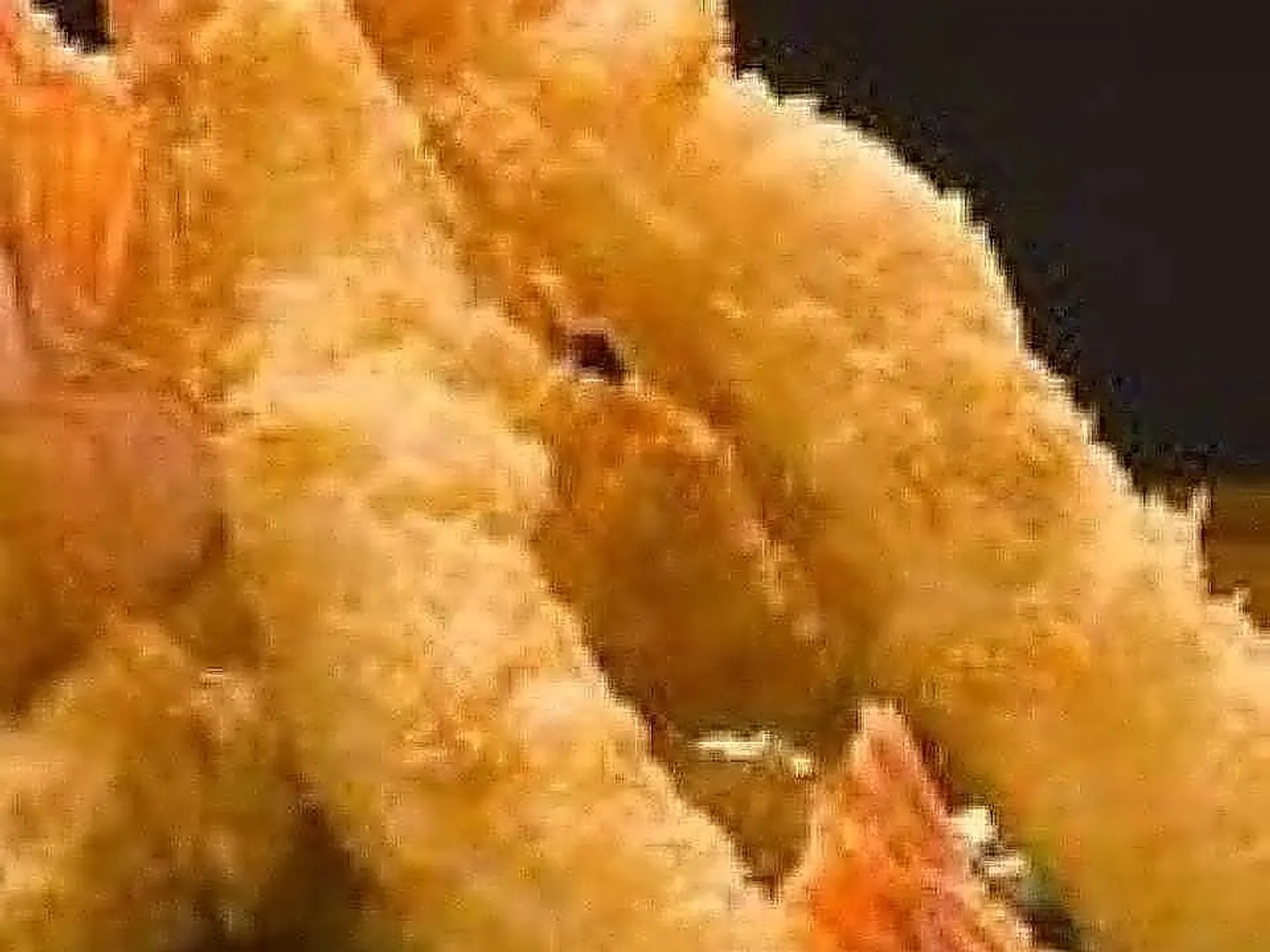 روبيان تمبورا