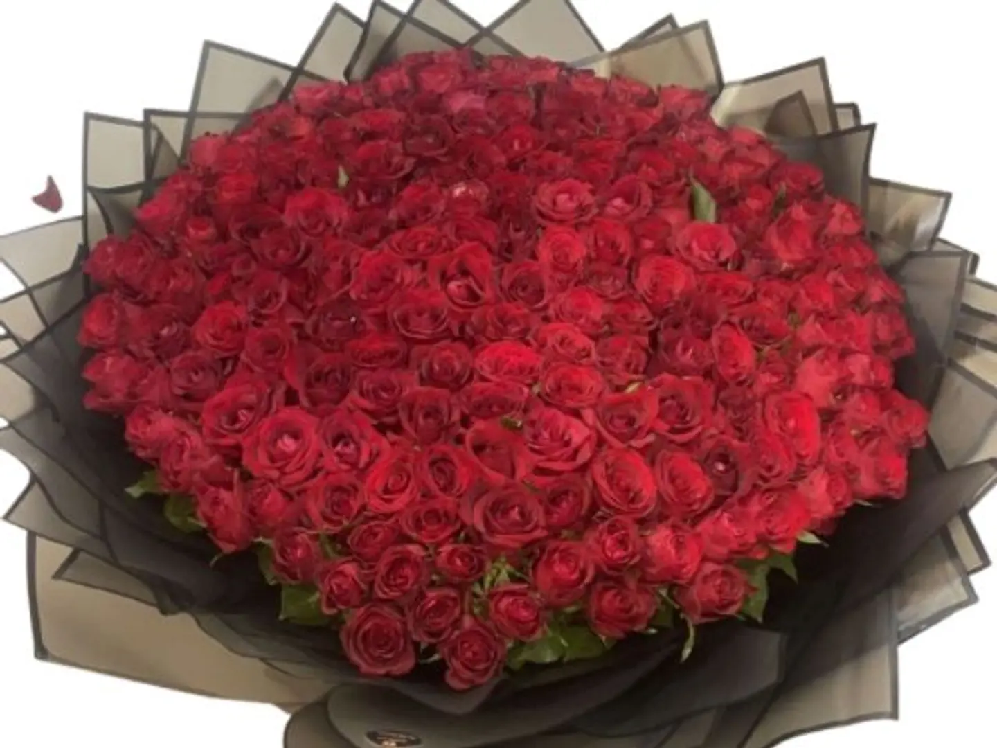 150 جوري احمر