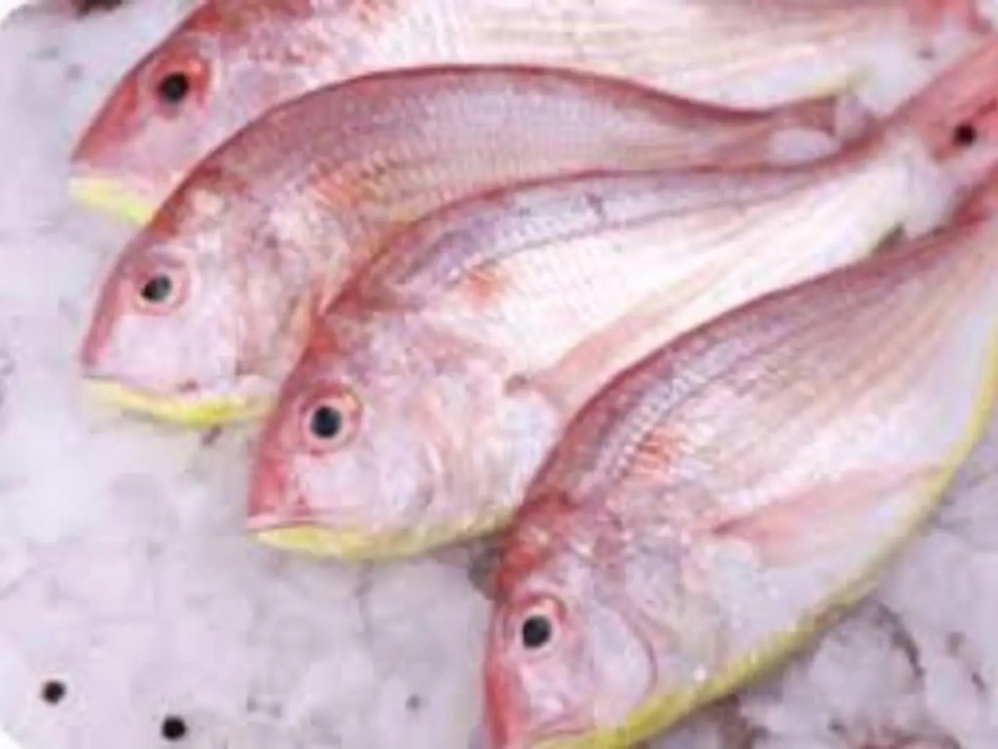 سمك الفارس (مشوى / مقلي)