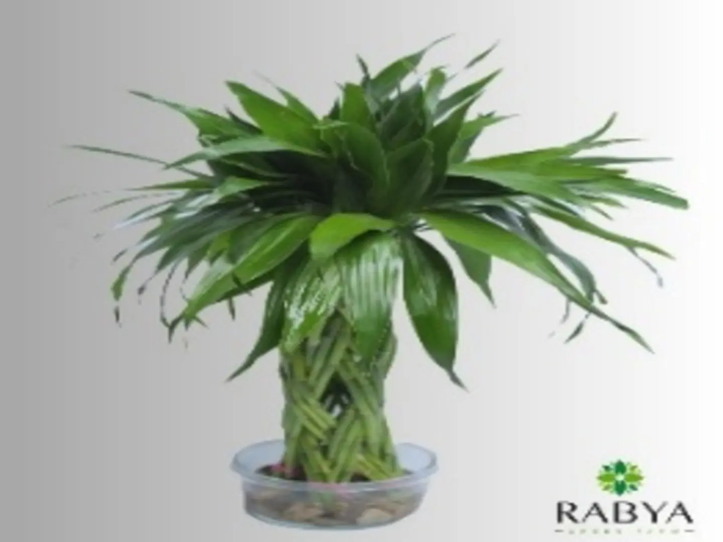 Braided Bamboo Small