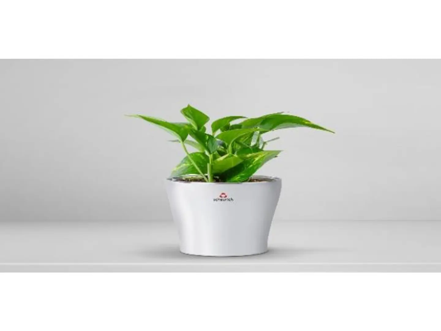 Scindapsus Plant Planted In A Ceramic Pot