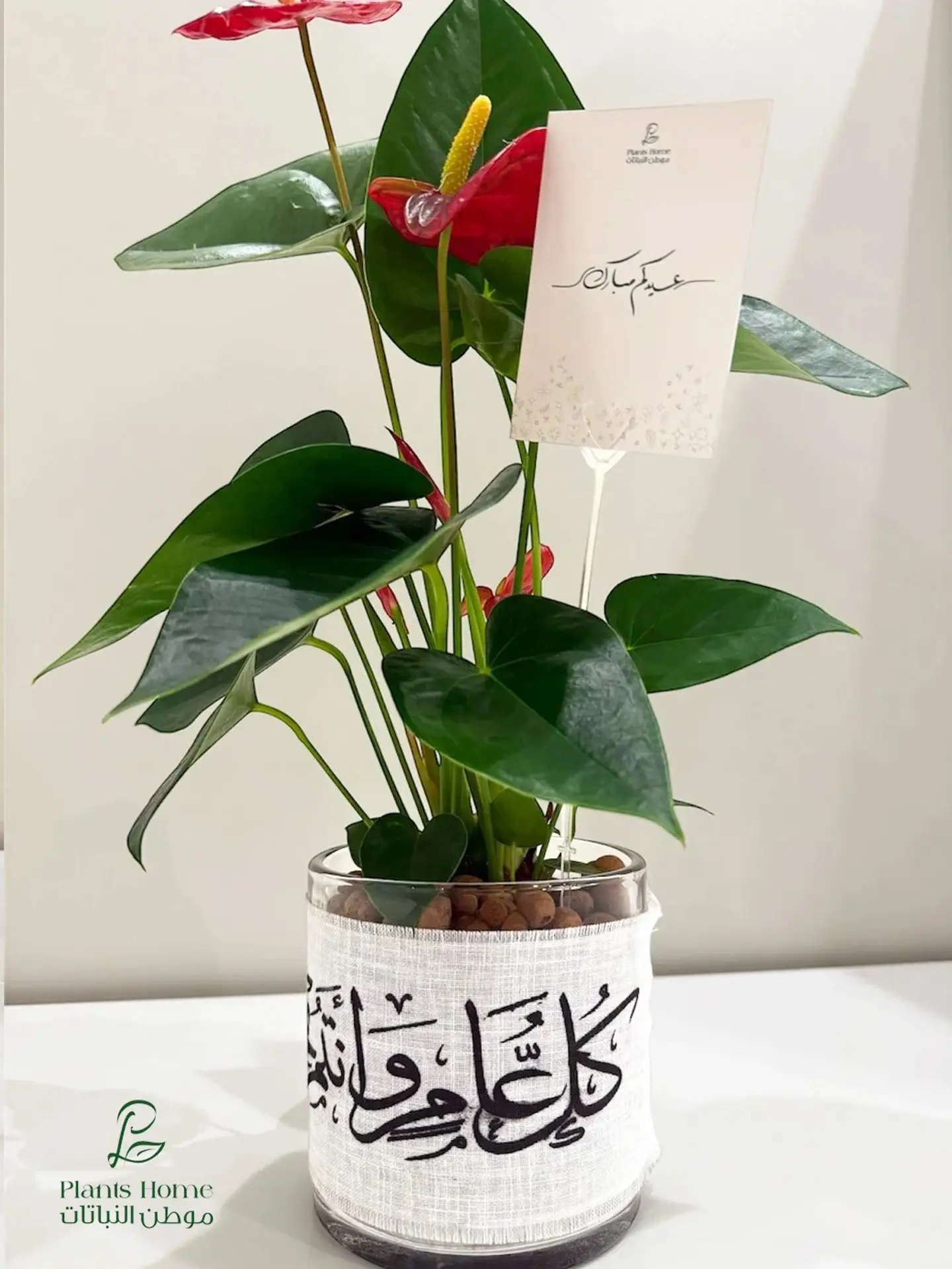 Red Anthurium With Ribbon Eid Mubarak
