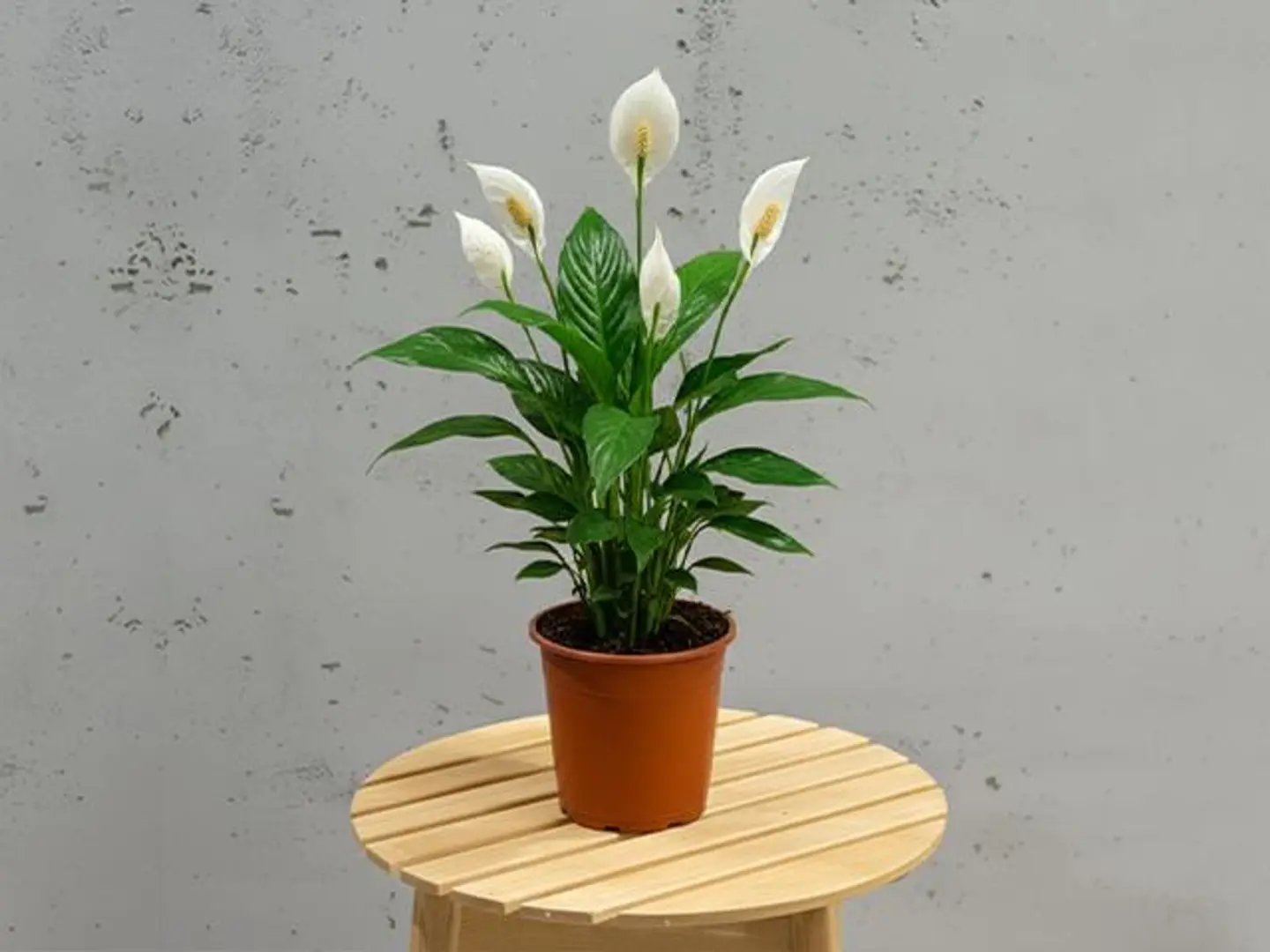 Spatphyllum Plant