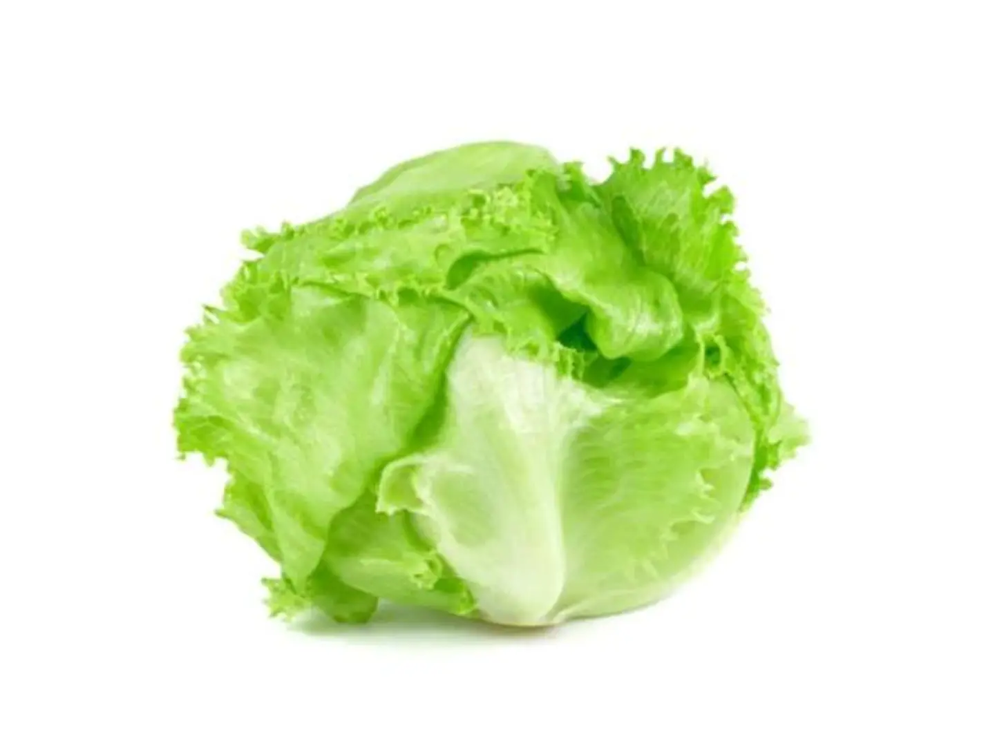 American Lettuce