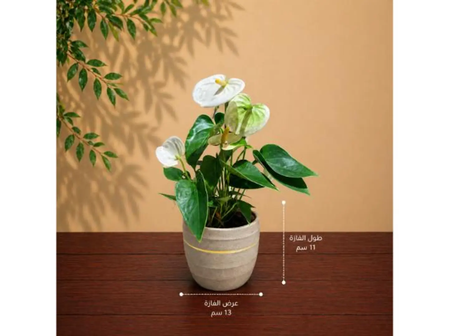 Distinctive White Anthurium