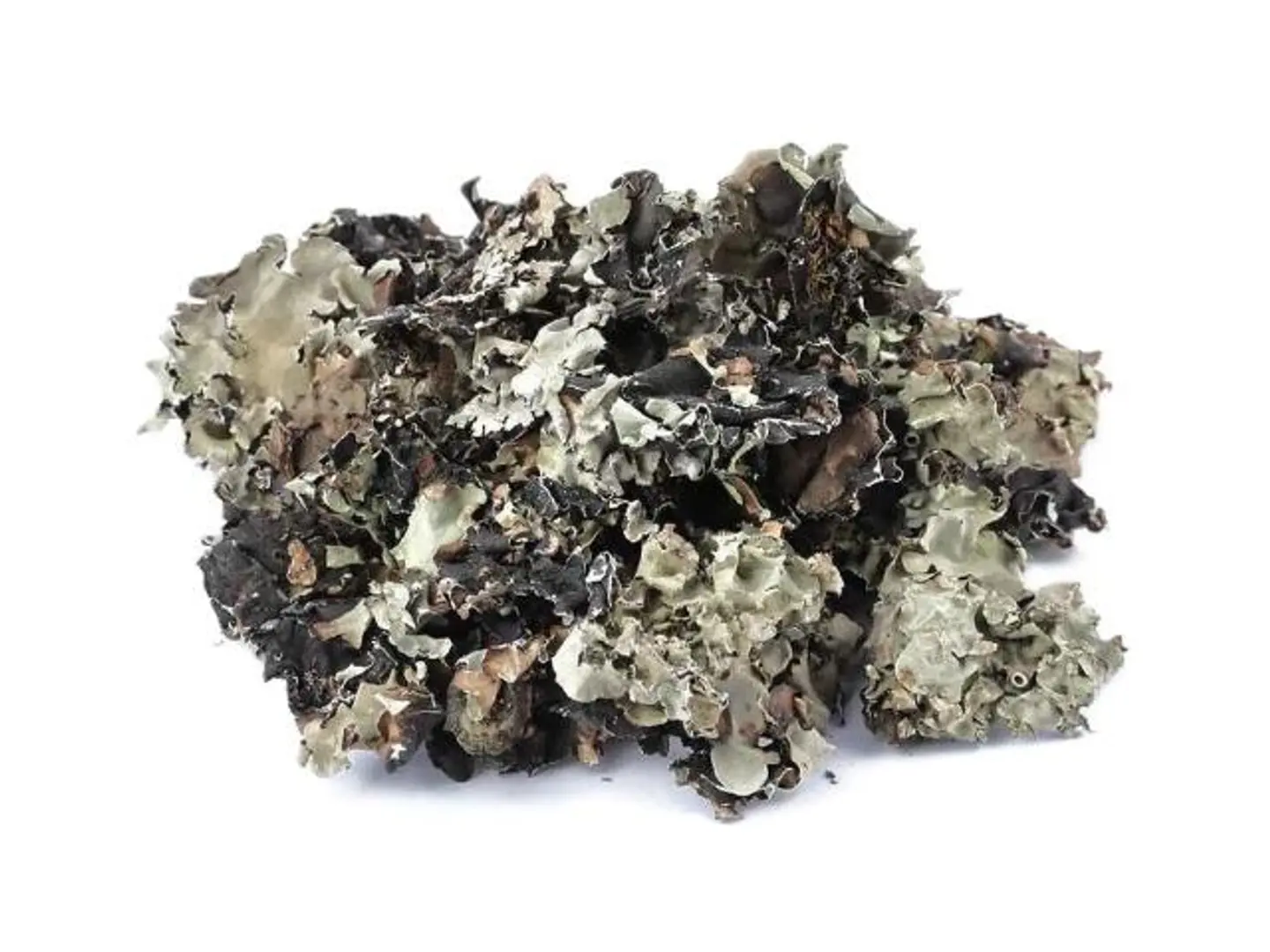 شيبه نيجيري