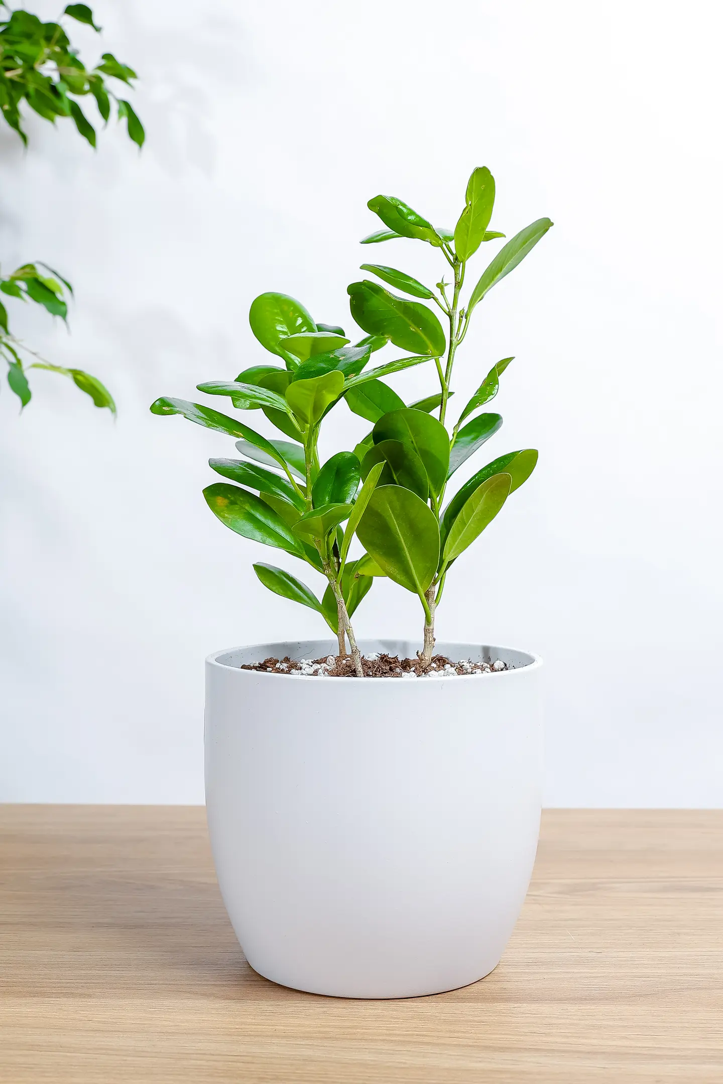 Ficus Panda Plant In A Purple Marble Pot