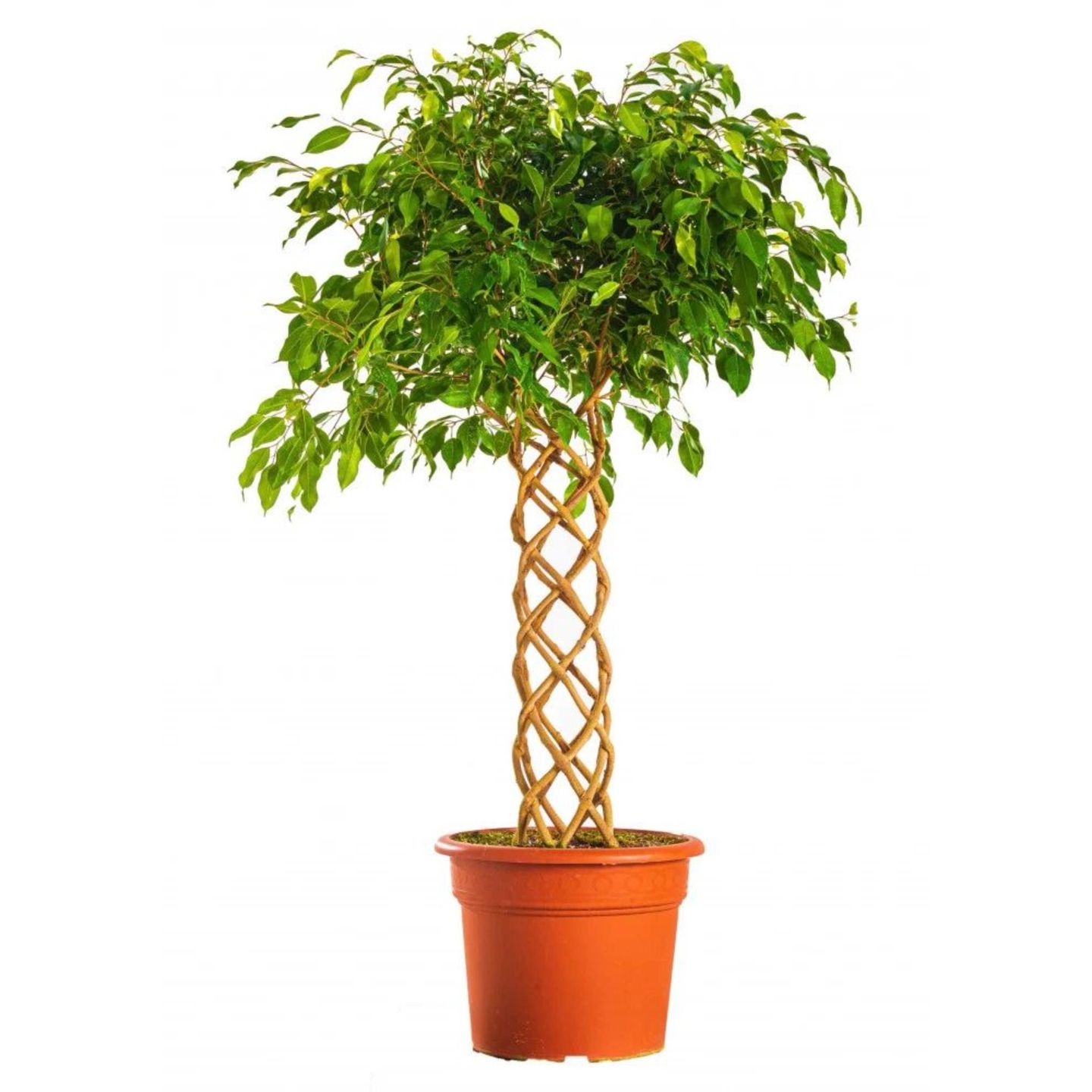 Fix Benjamina 4 Inch