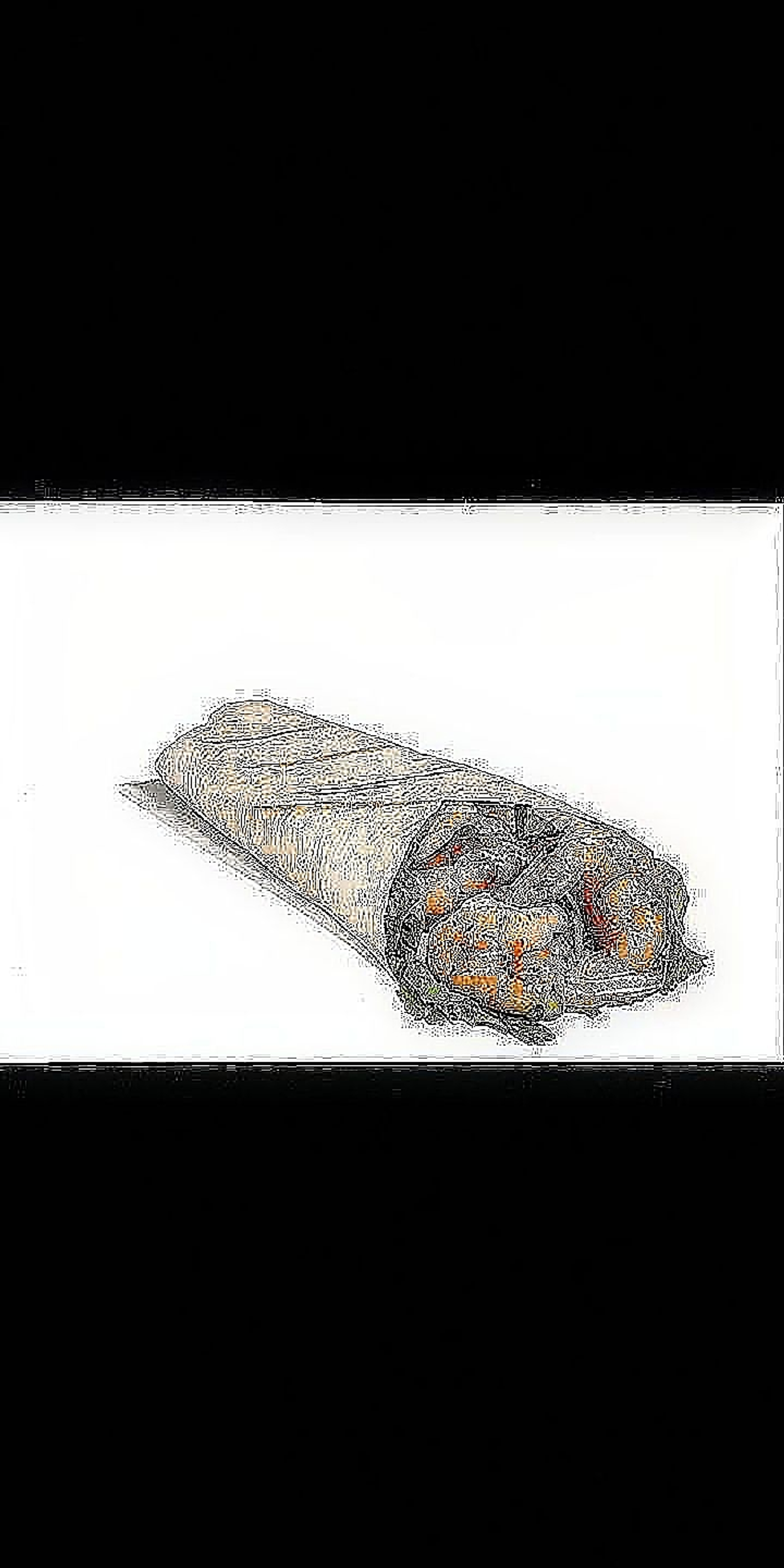 تورتيلا جمبري