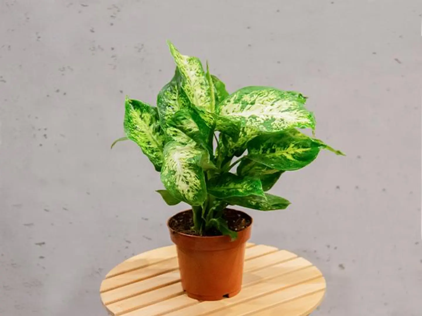 Dieffenbachia Plant