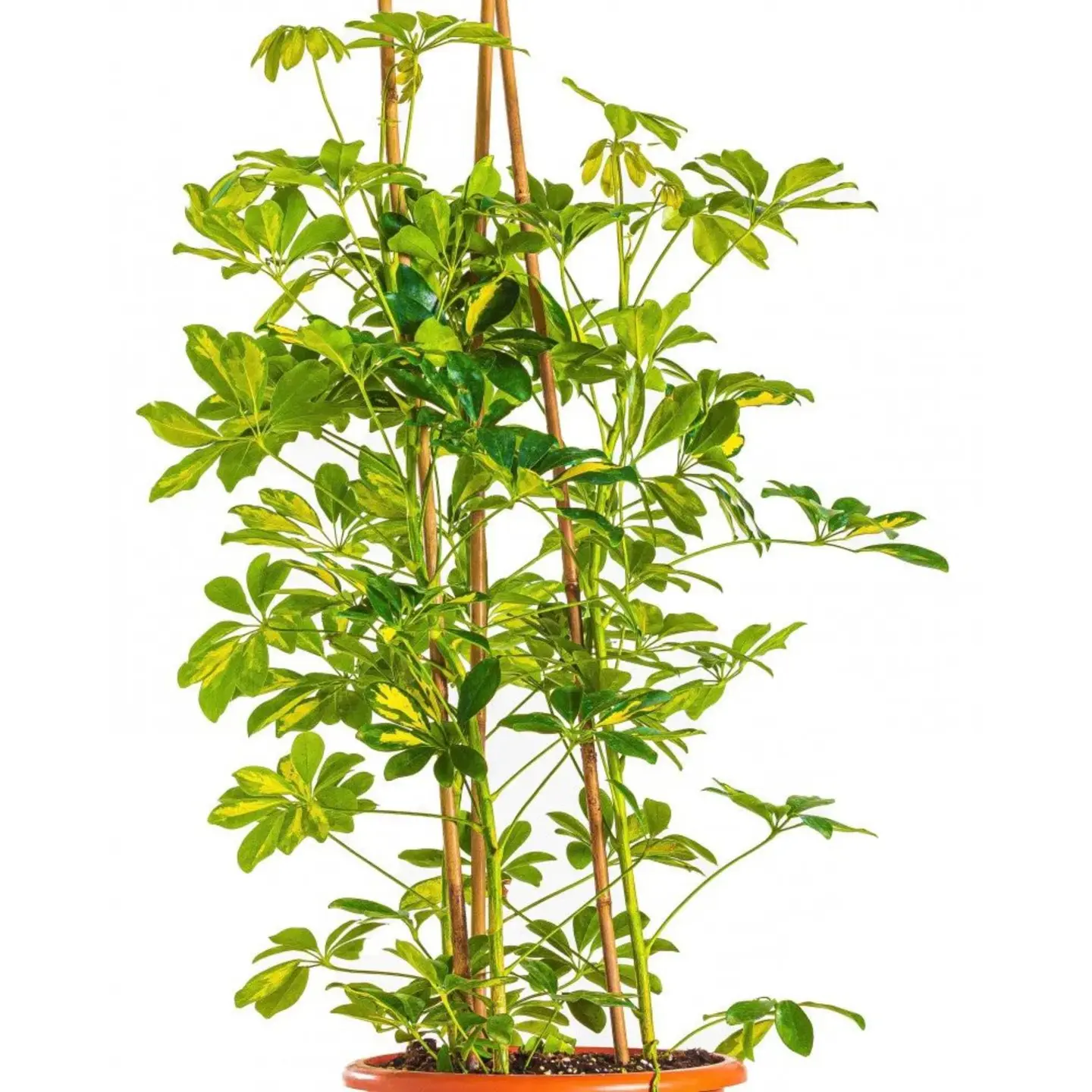 Schefflera 3 Sticks