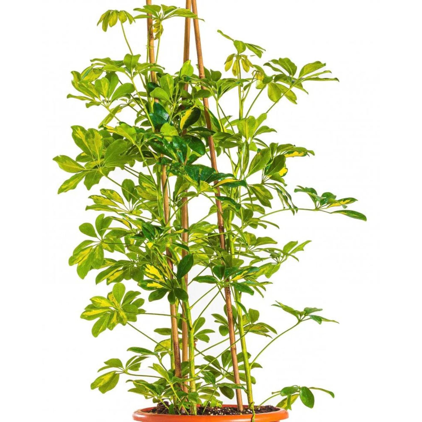 Schefflera 3 Sticks
