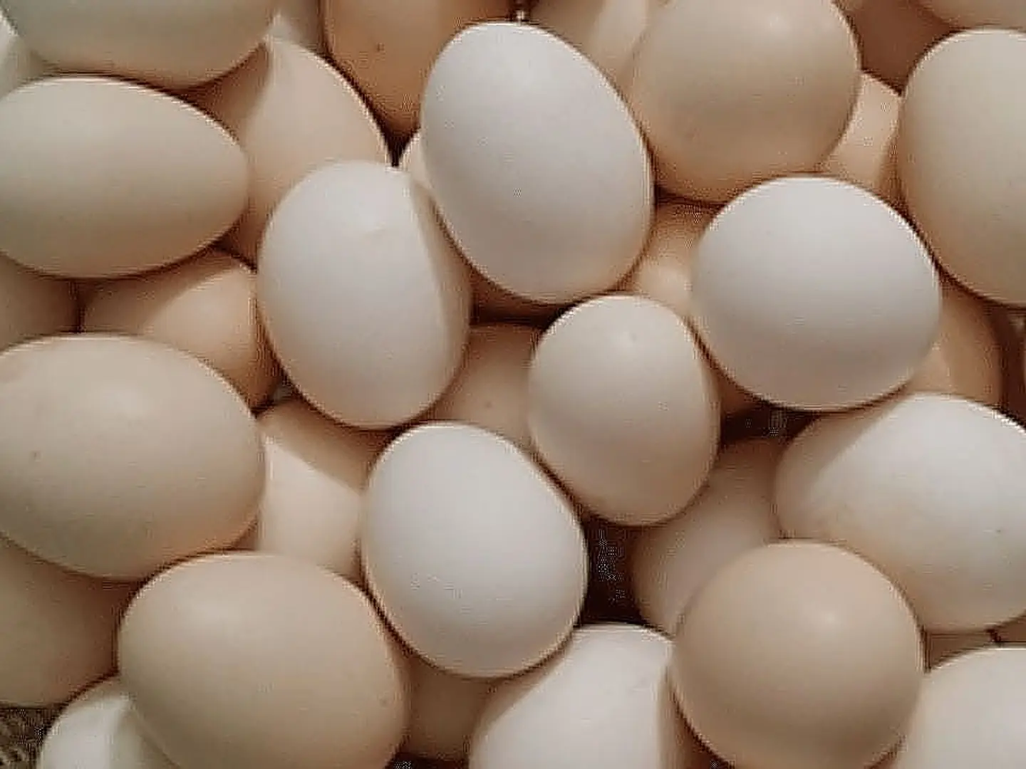 Eggs