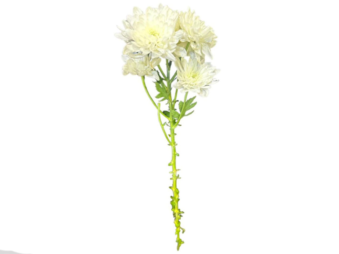 White Cherry Branch Without Wrapping