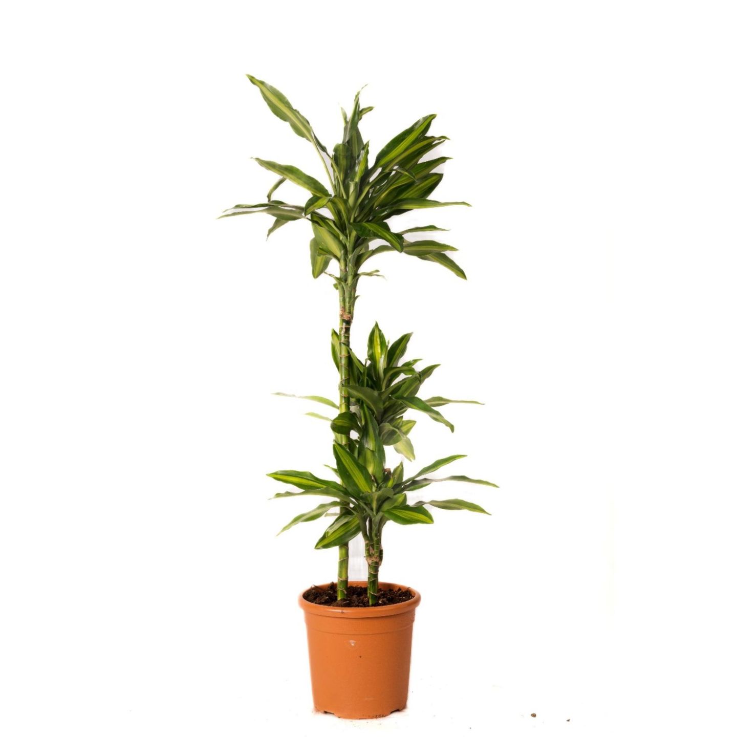 Dracaena Hawaiiana 2 Sticks