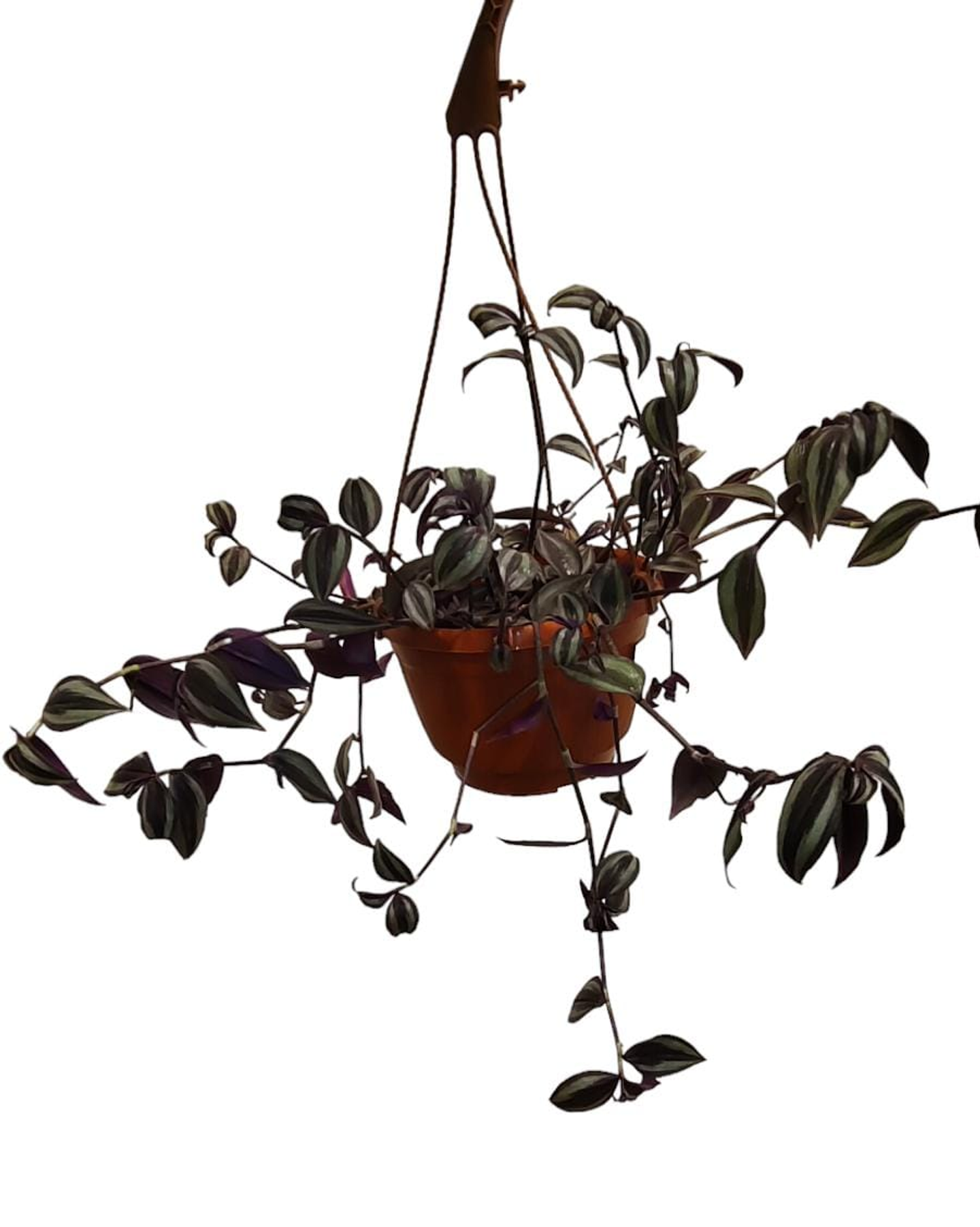 Hanging Trandsantia Plant